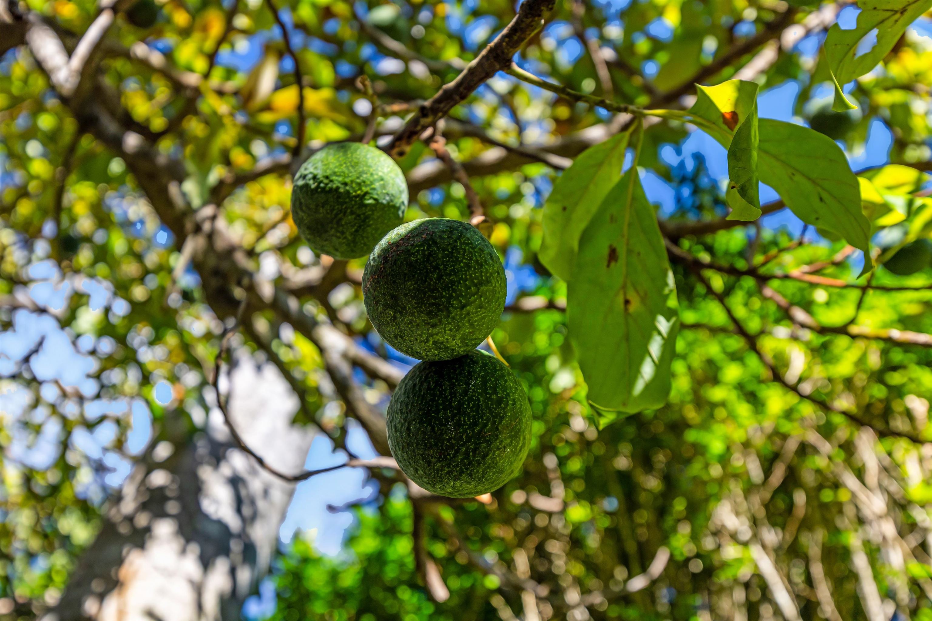 1260  Makawao Ave Makawao Town, Makawao/Olinda/Haliimaile home - photo 34 of 35
