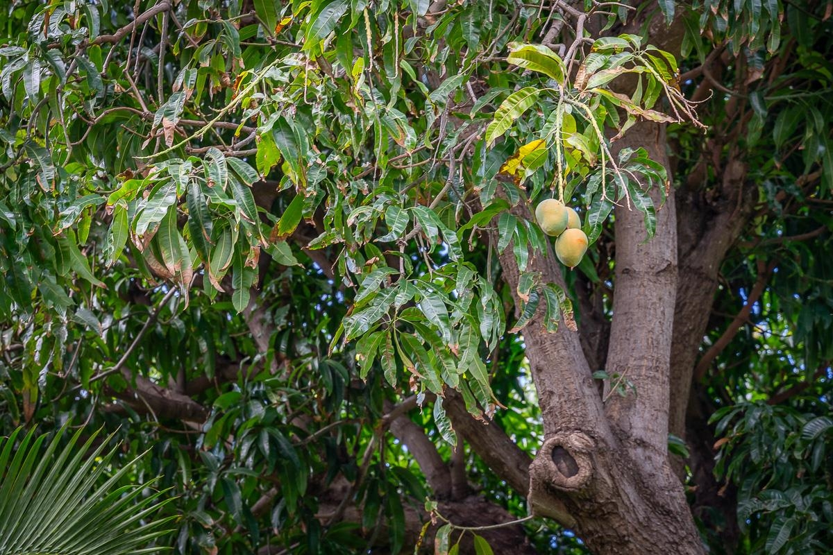 Kihei Garden Estates condo # 103E, Kihei, Hawaii - photo 41 of 47