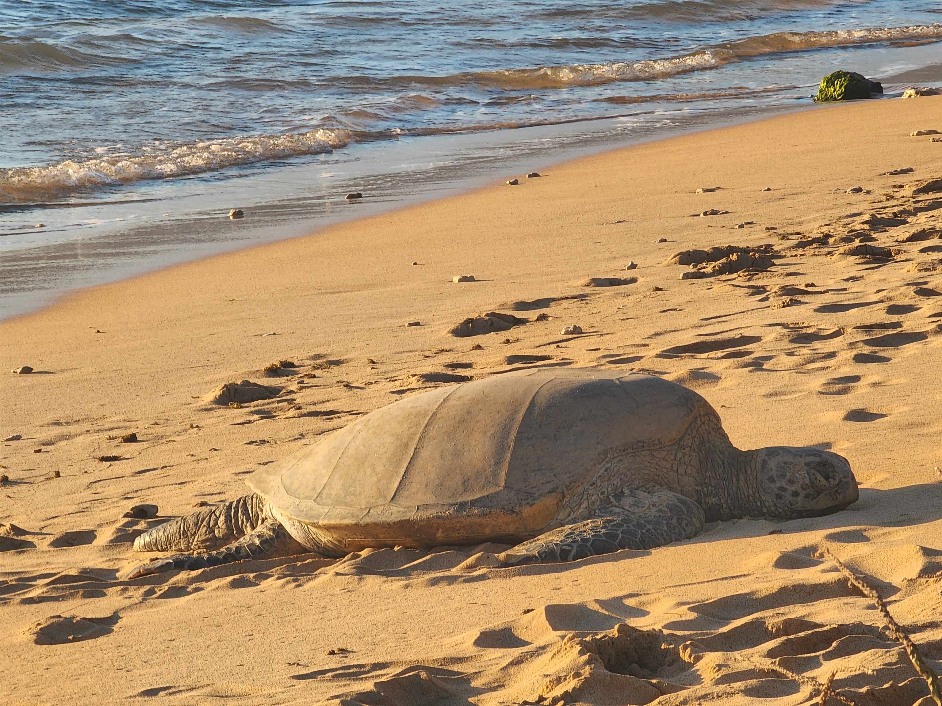 Kihei Garden Estates condo # 103E, Kihei, Hawaii - photo 45 of 47