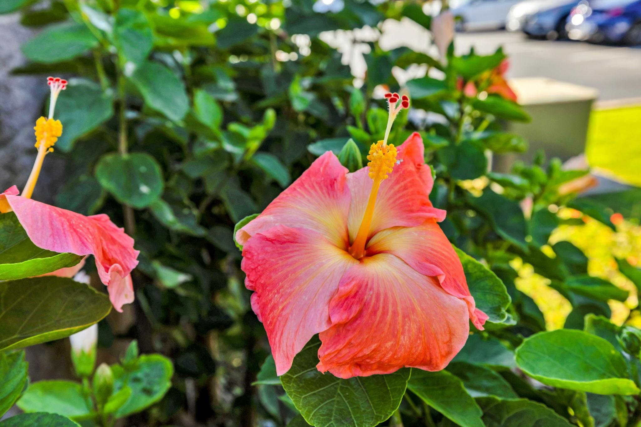 Hoolea Terrace at Kehalani condo # 1605, Wailuku, Hawaii - photo 22 of 30