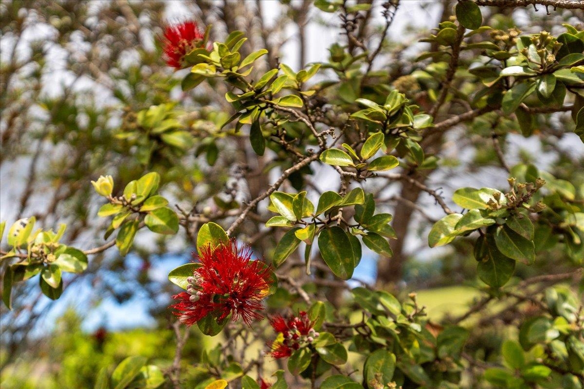 1351 Pulehuiki Rd #2 Kula, Hi vacant land for sale - photo 24 of 27