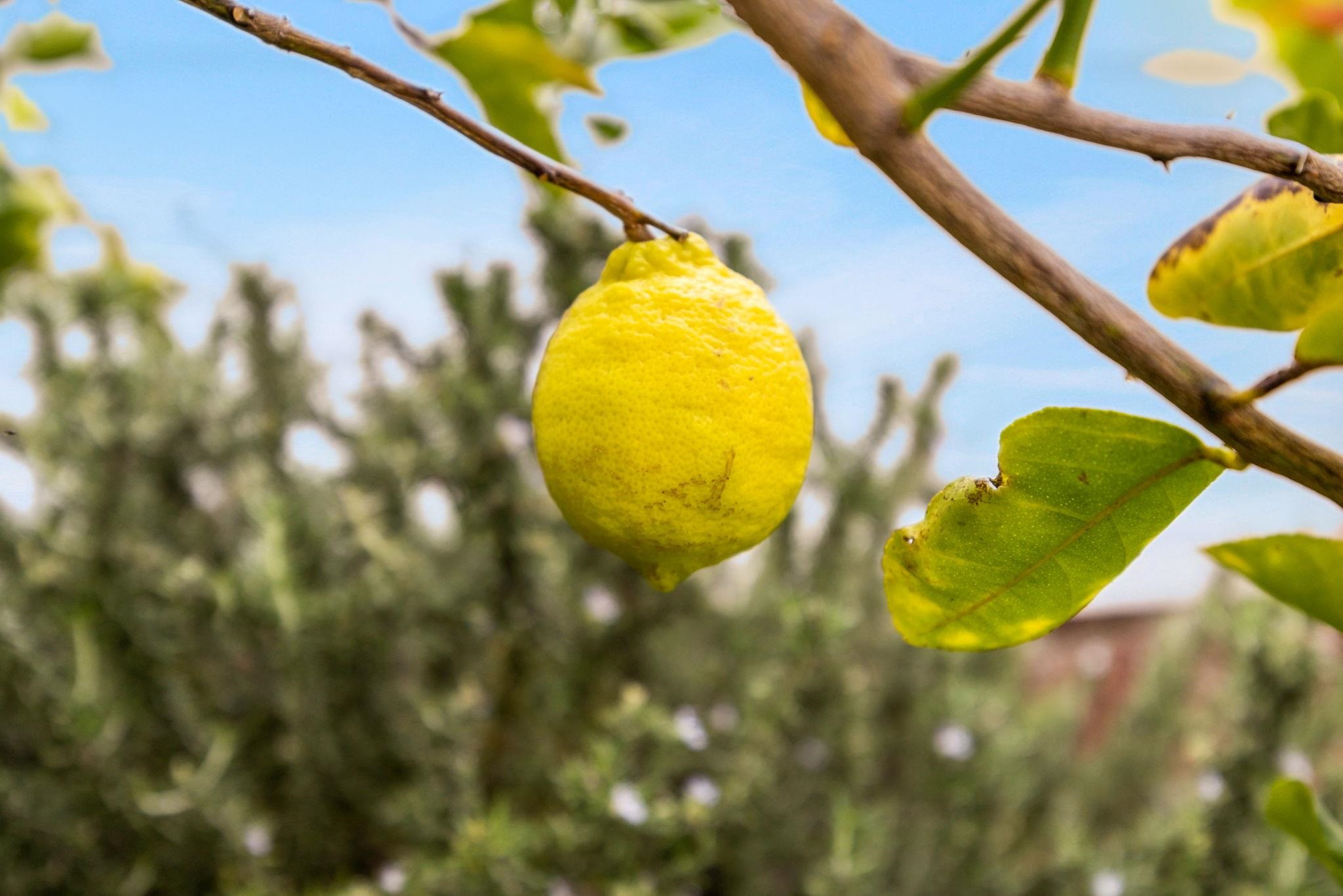 136  Naulu St Kehalani, Wailuku home - photo 31 of 41
