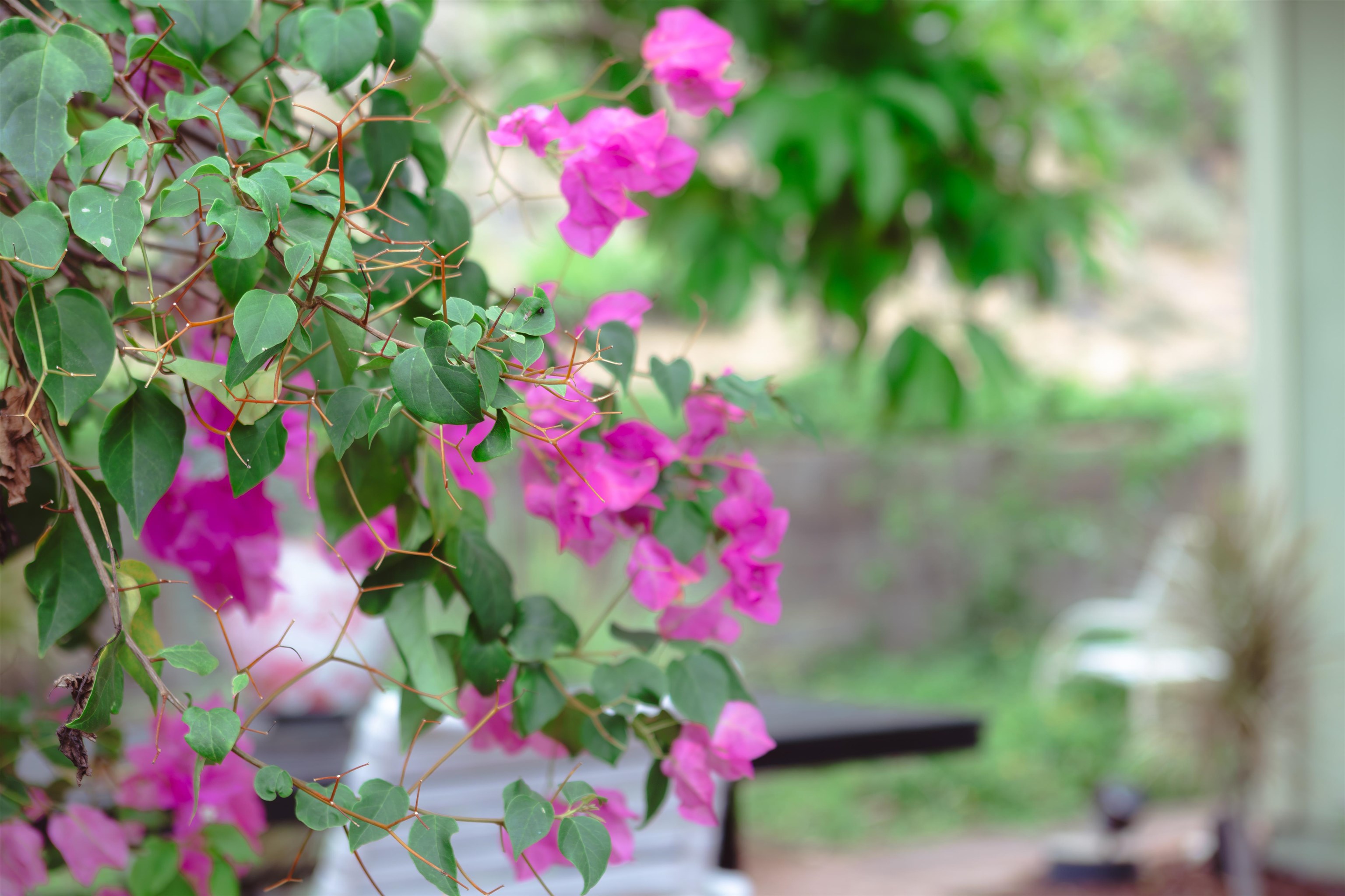 1373  Kilou St , Wailuku home - photo 43 of 50