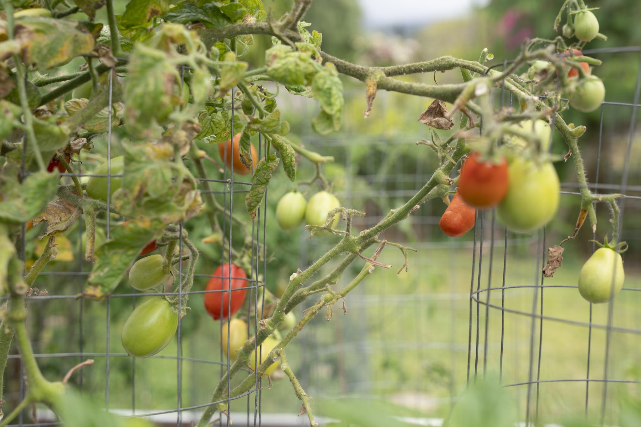 14  Ka Dr Kula, Kula/Ulupalakua/Kanaio home - photo 49 of 50