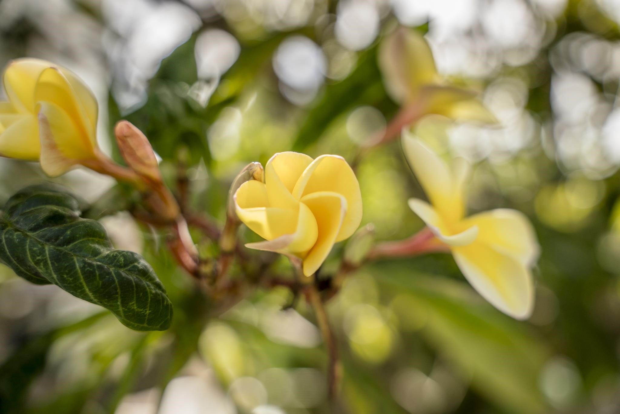 14  Ka Dr Kula, Kula/Ulupalakua/Kanaio home - photo 50 of 50