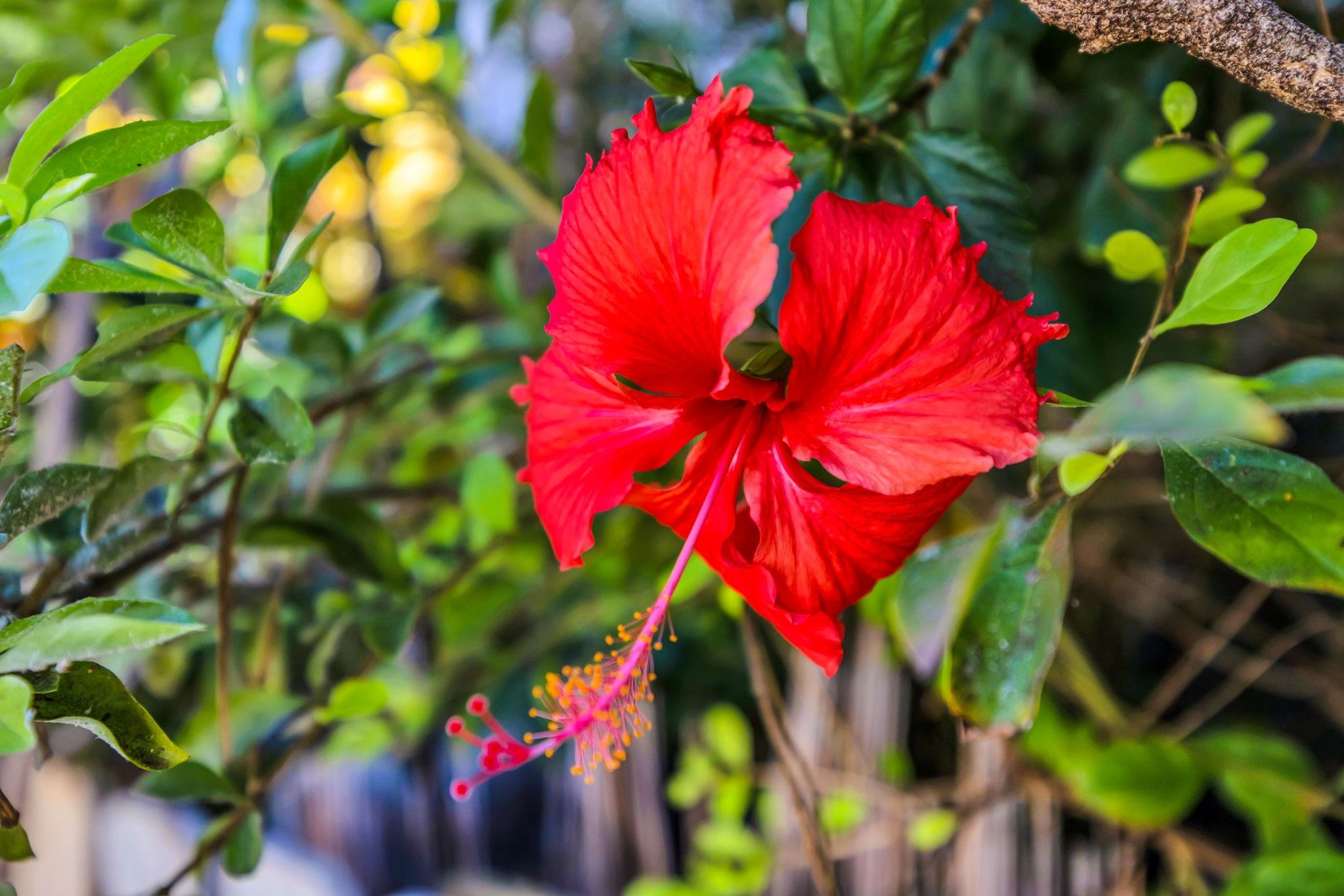 Kihei Villages V condo # 36-104, Kihei, Hawaii - photo 22 of 34