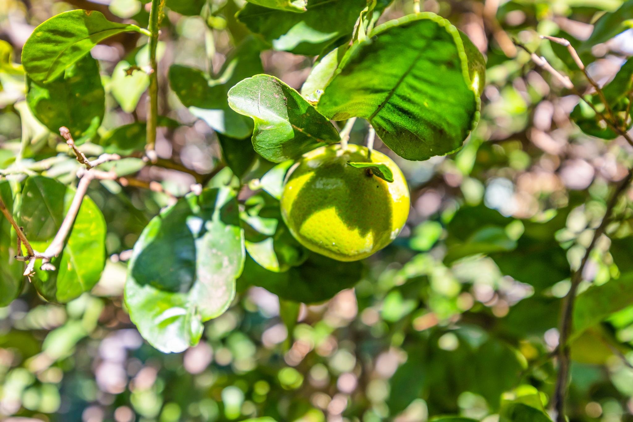 Kihei Villages V condo # 36-104, Kihei, Hawaii - photo 24 of 34