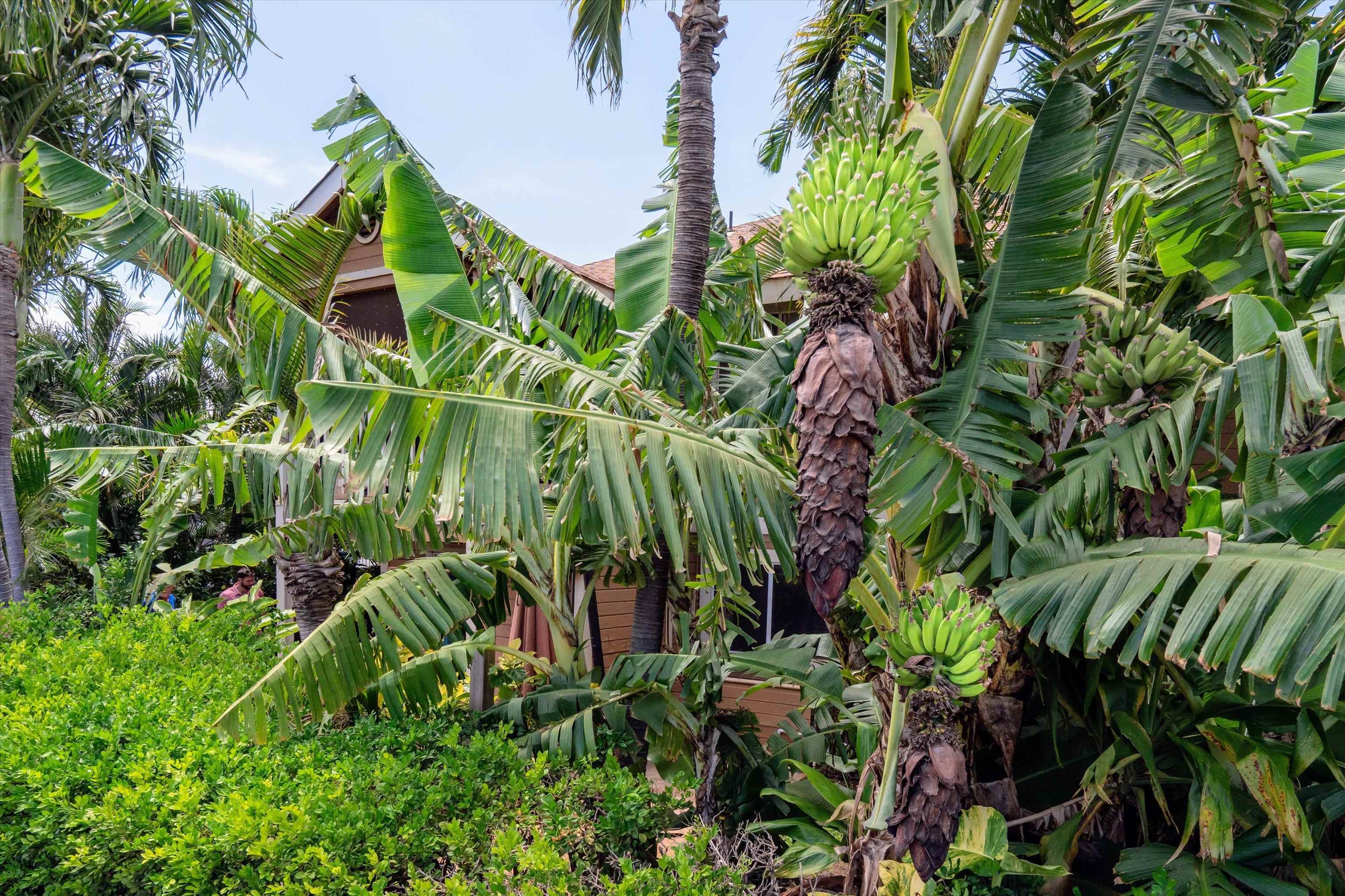 Kihei Villages V condo # 39-102, Kihei, Hawaii - photo 27 of 40