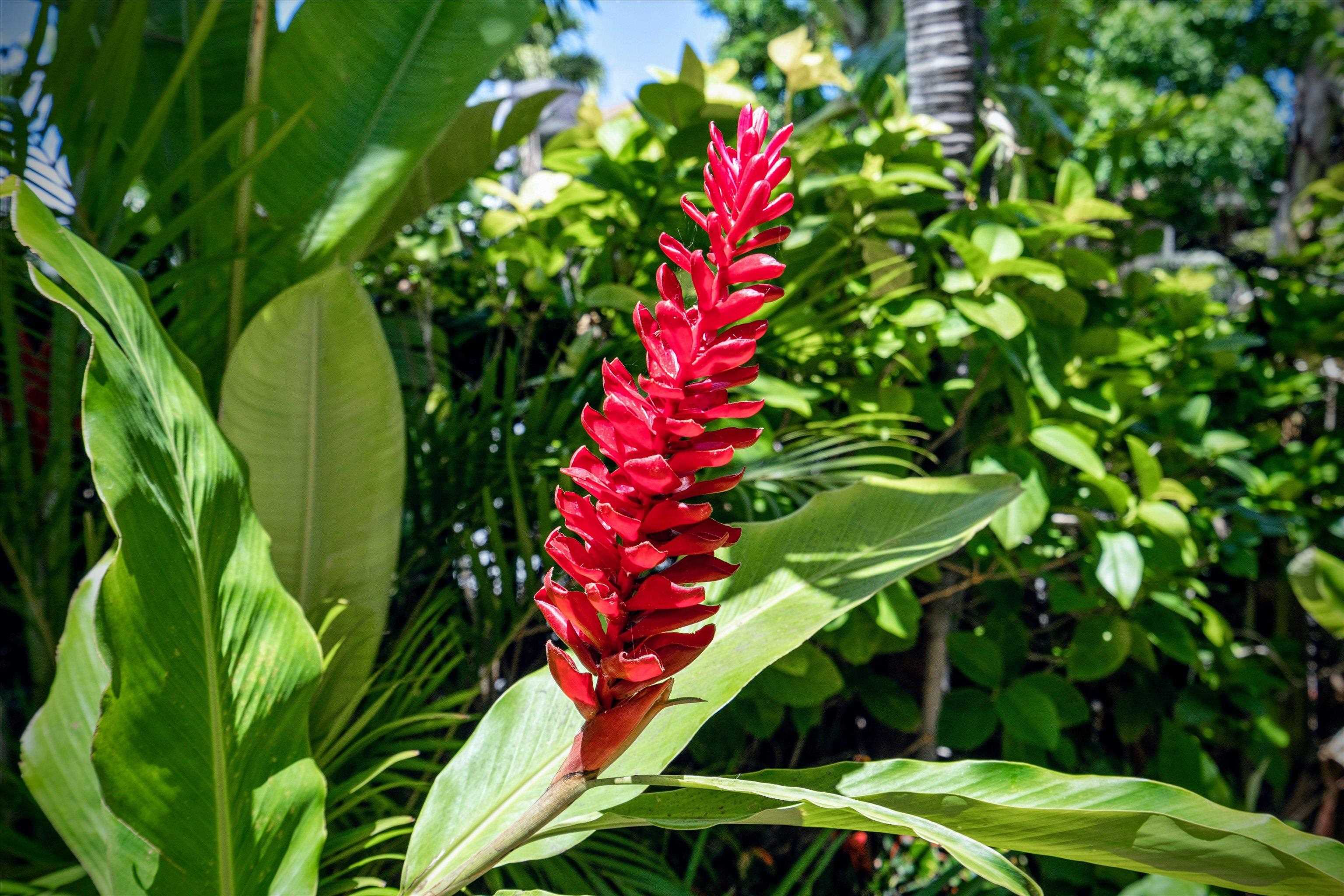 Kihei Villages V condo # 39-102, Kihei, Hawaii - photo 28 of 40