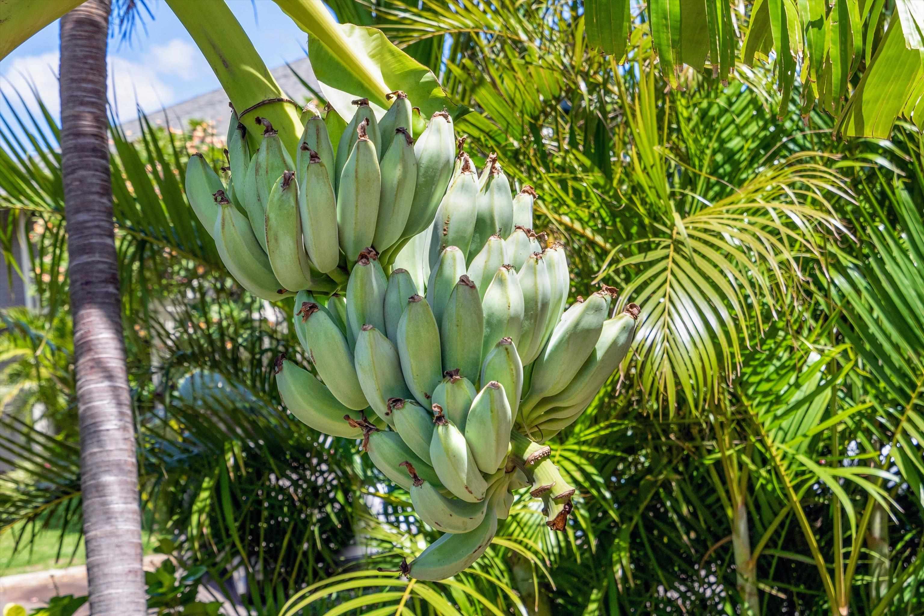 Kihei Villages V condo # 39-102, Kihei, Hawaii - photo 32 of 40