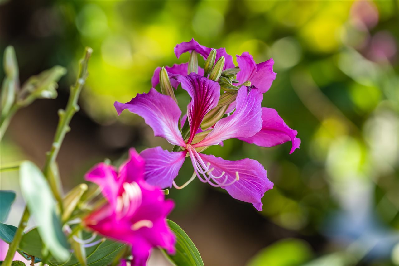 Kihei Villages IV condo # 4-203, Kihei, Hawaii - photo 6 of 30