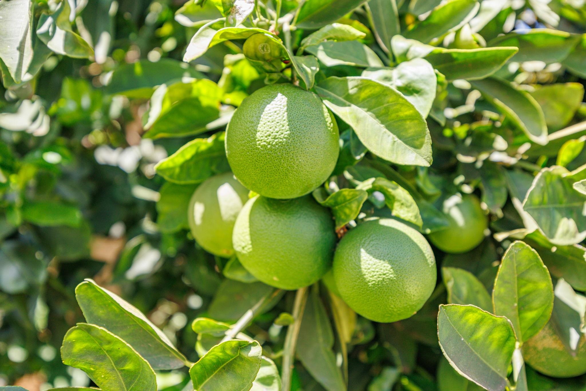 Kihei Villages I condo # 9-103, Kihei, Hawaii - photo 47 of 49