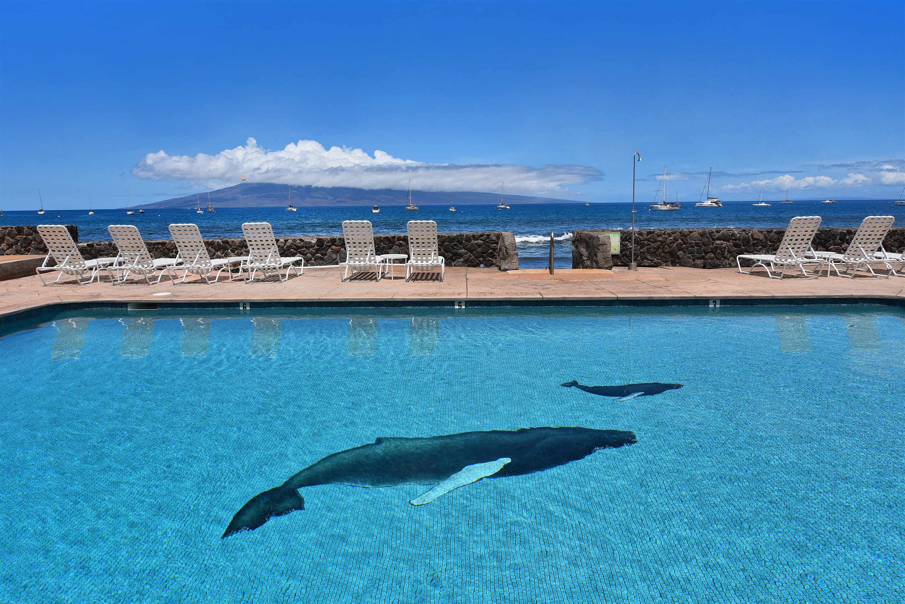 Lahaina Roads condo # 308, Lahaina, Hawaii - photo 30 of 35