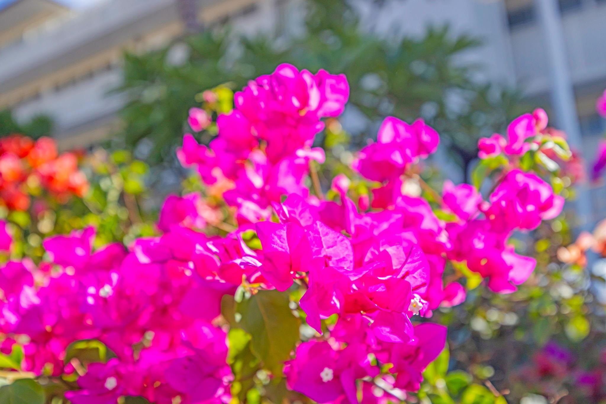 Lahaina Roads condo # 312, Lahaina, Hawaii - photo 47 of 49
