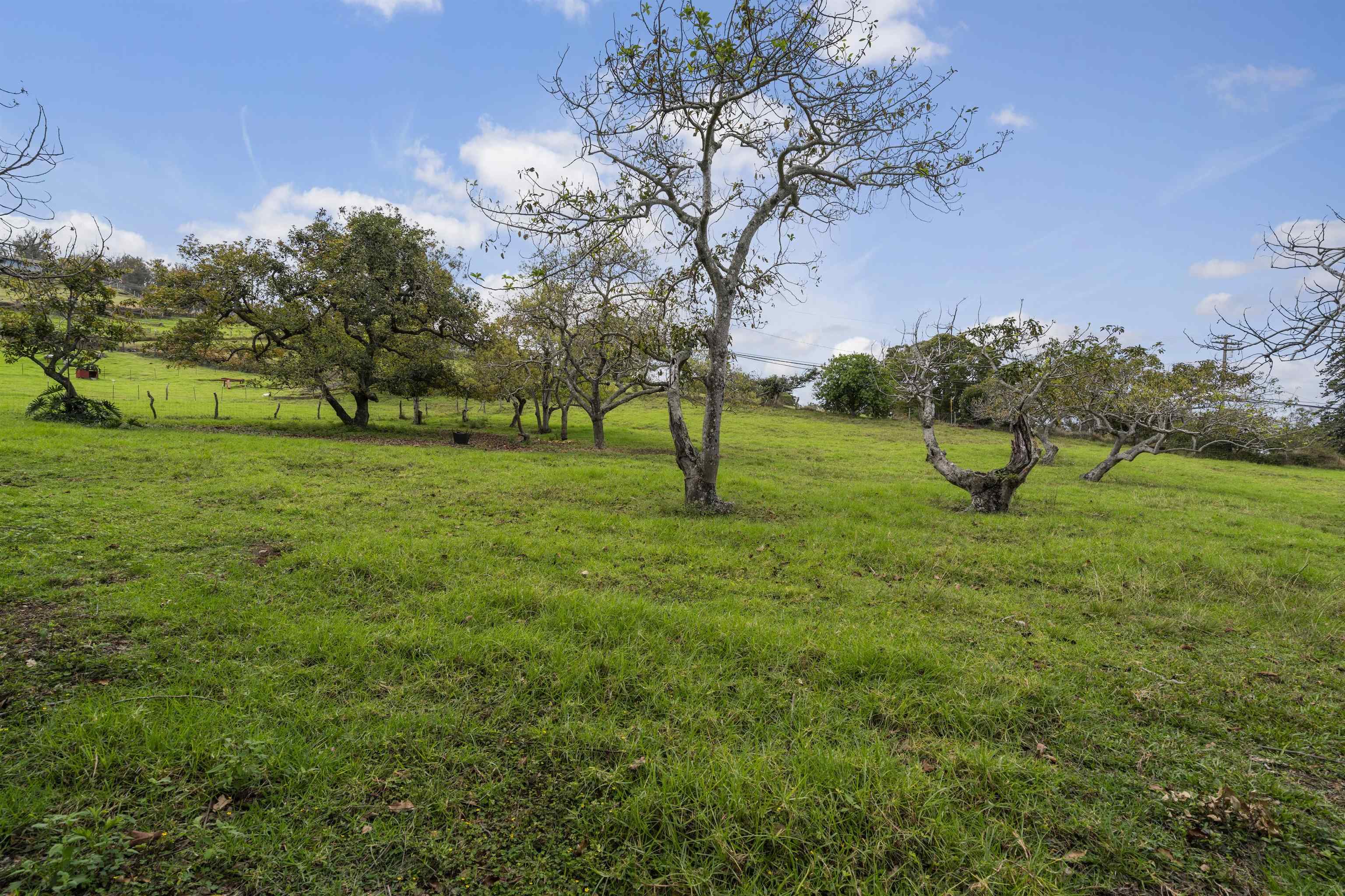 1423  Olinda Rd , Makawao/Olinda/Haliimaile home - photo 40 of 50