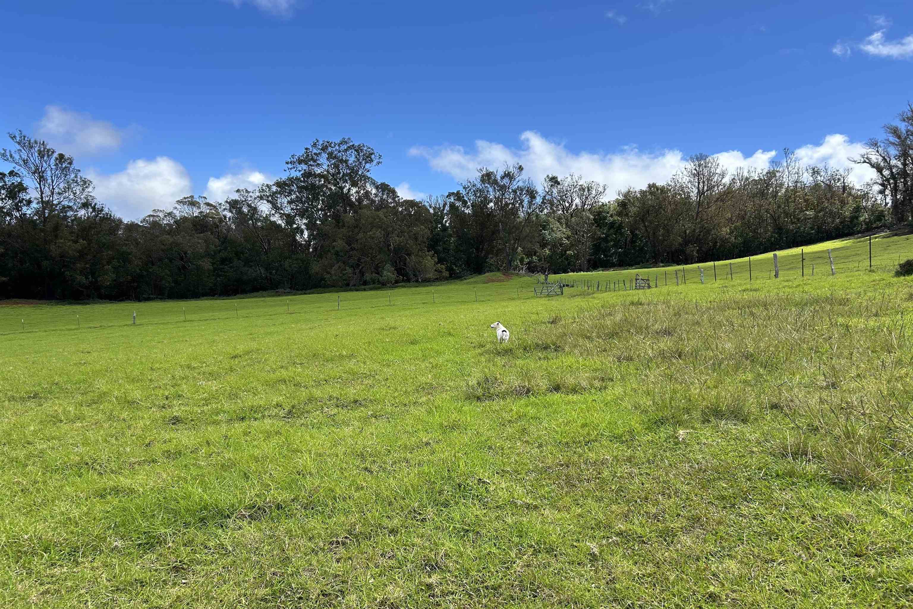 1423  Olinda Rd , Makawao/Olinda/Haliimaile home - photo 42 of 50