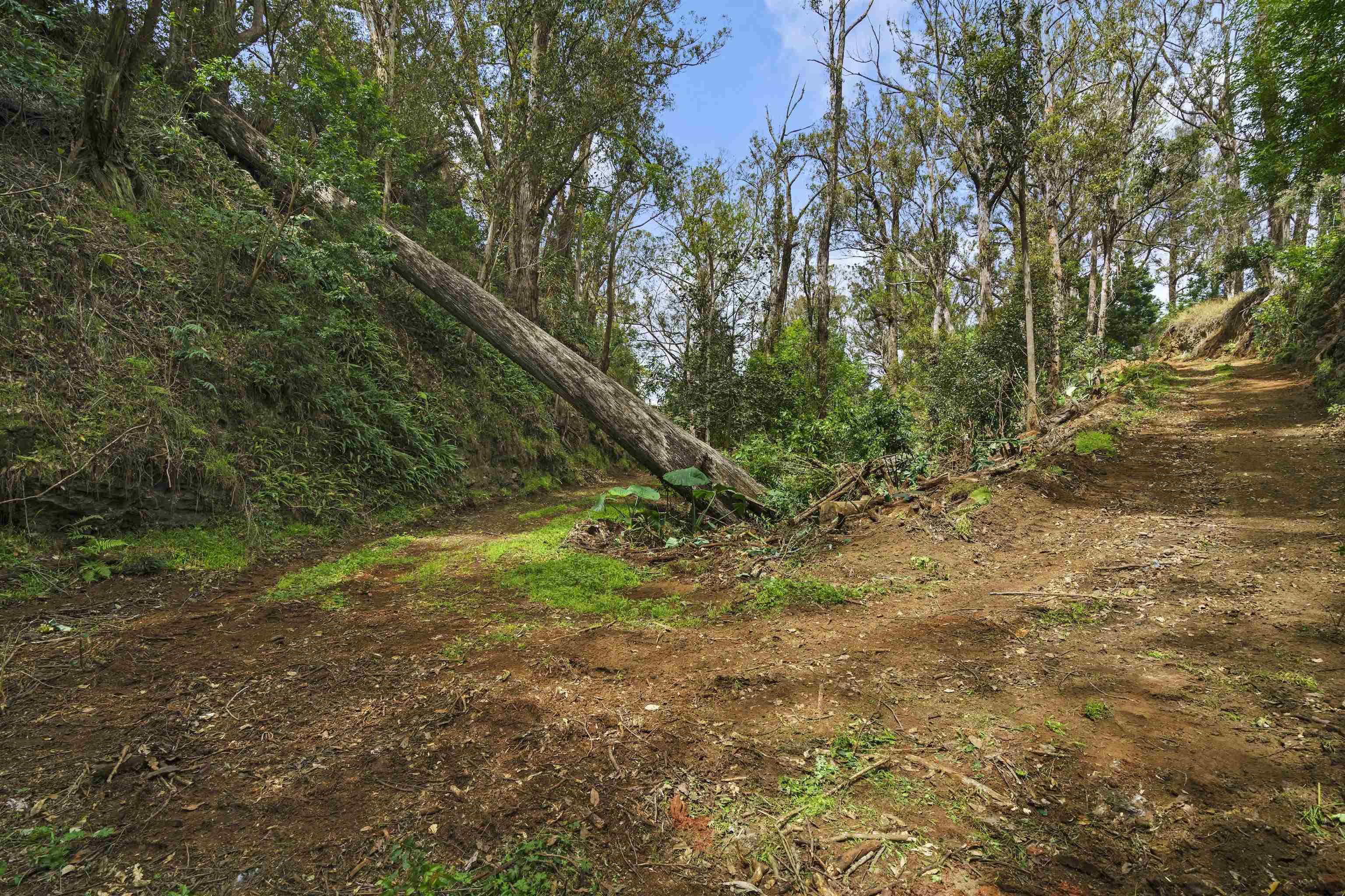 1423  Olinda Rd , Makawao/Olinda/Haliimaile home - photo 44 of 50