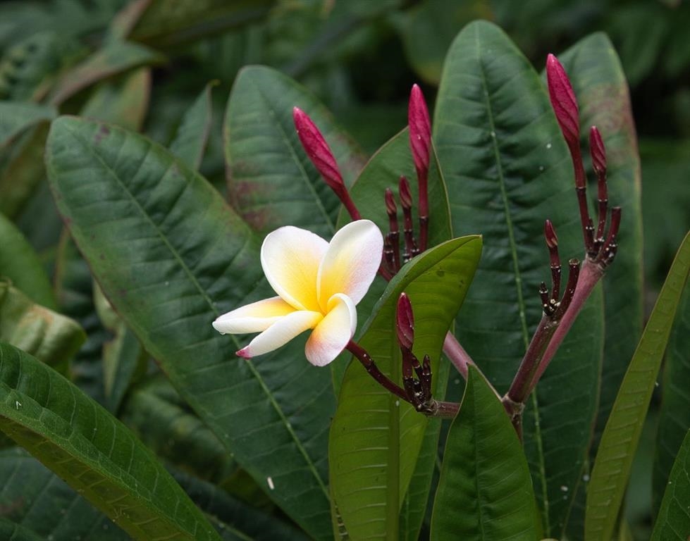 143  Alalele Pl Hana Agricultural Park, Hana home - photo 23 of 50