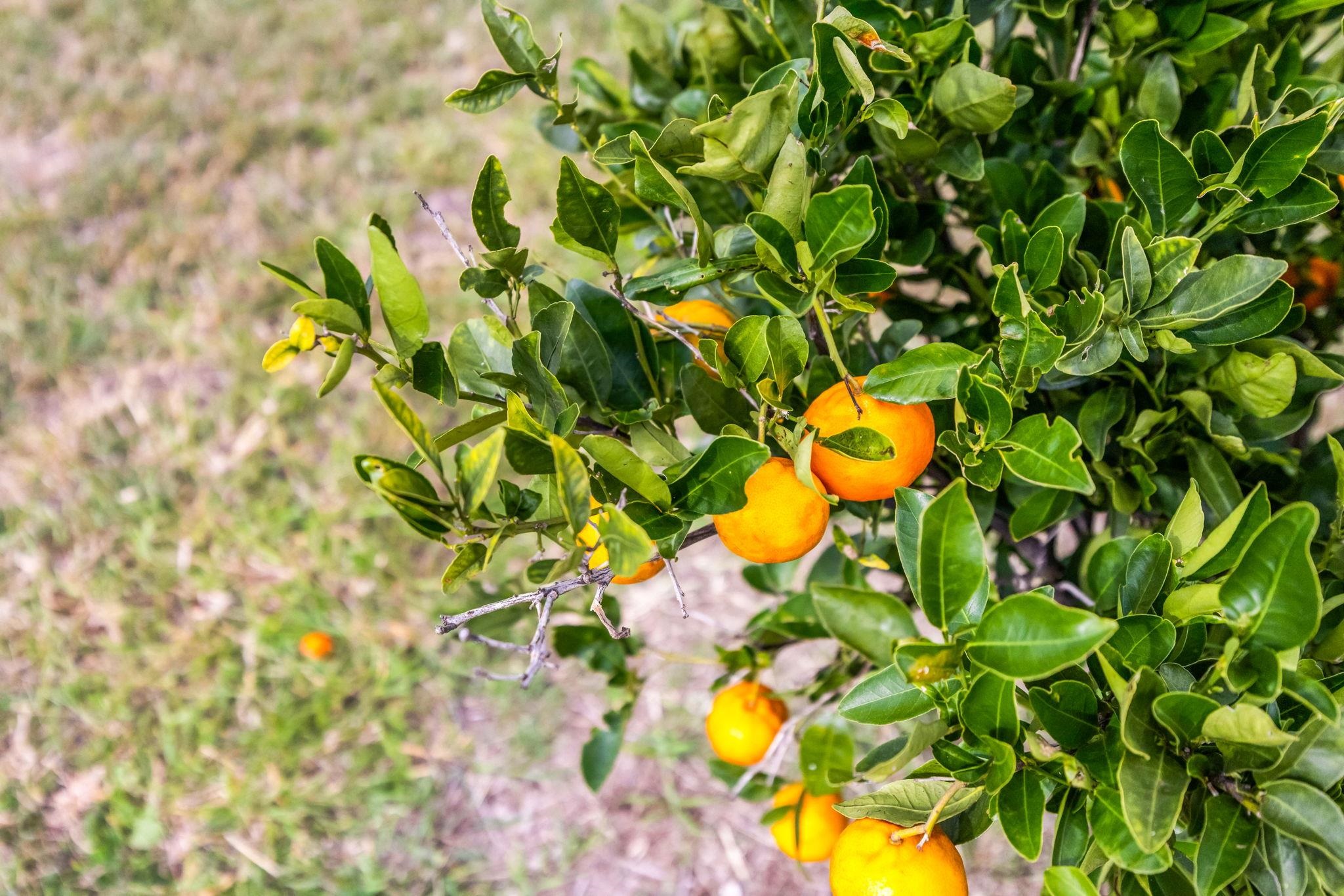 143  Leiohu Cir , Makawao/Olinda/Haliimaile home - photo 27 of 50