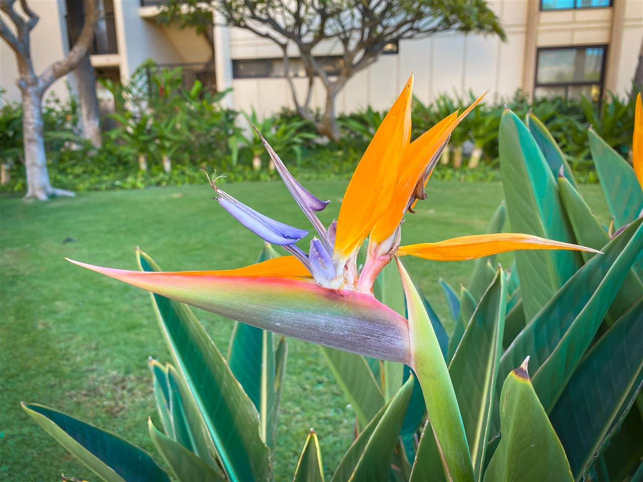 Sugar Beach Resort condo # 208, Kihei, Hawaii - photo 27 of 30