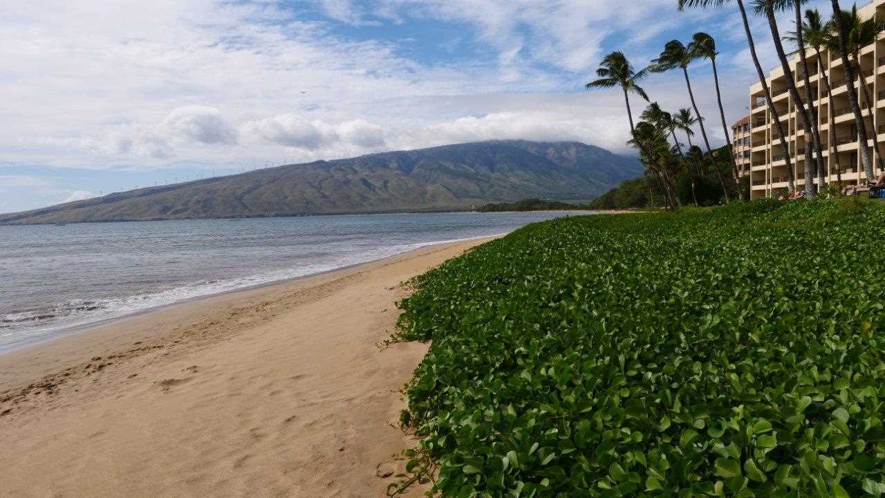 Sugar Beach Resort condo # 531, Kihei, Hawaii - photo 12 of 30