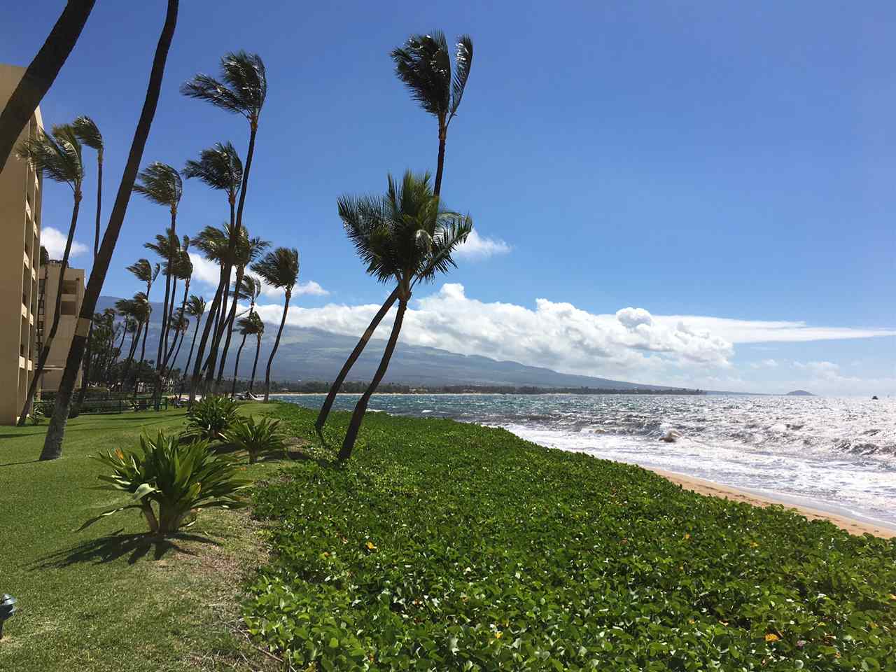 Sugar Beach Resort condo # 535, Kihei, Hawaii - photo 5 of 29