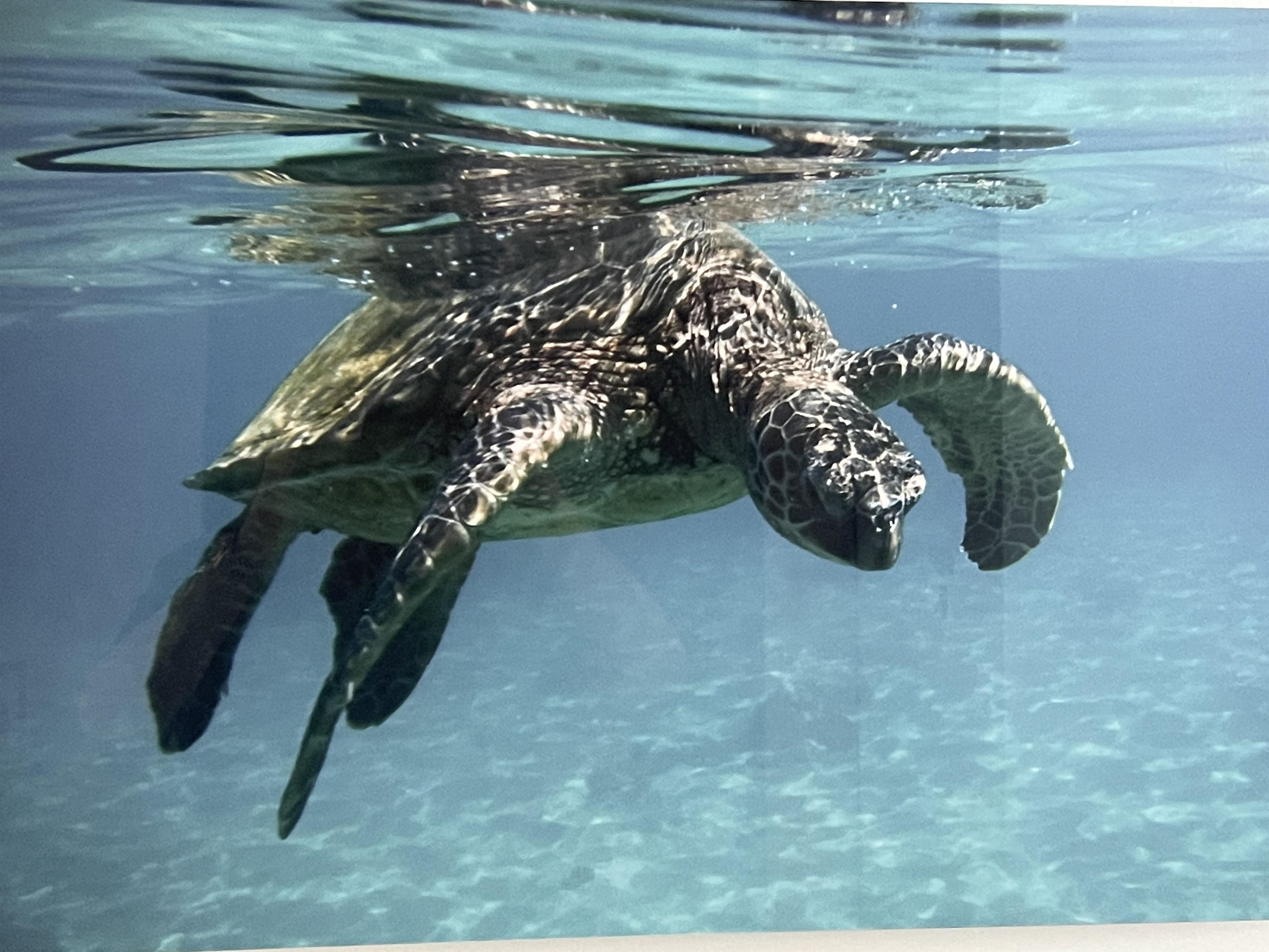 Sugar Beach Resort condo # 209, Kihei, Hawaii - photo 22 of 35