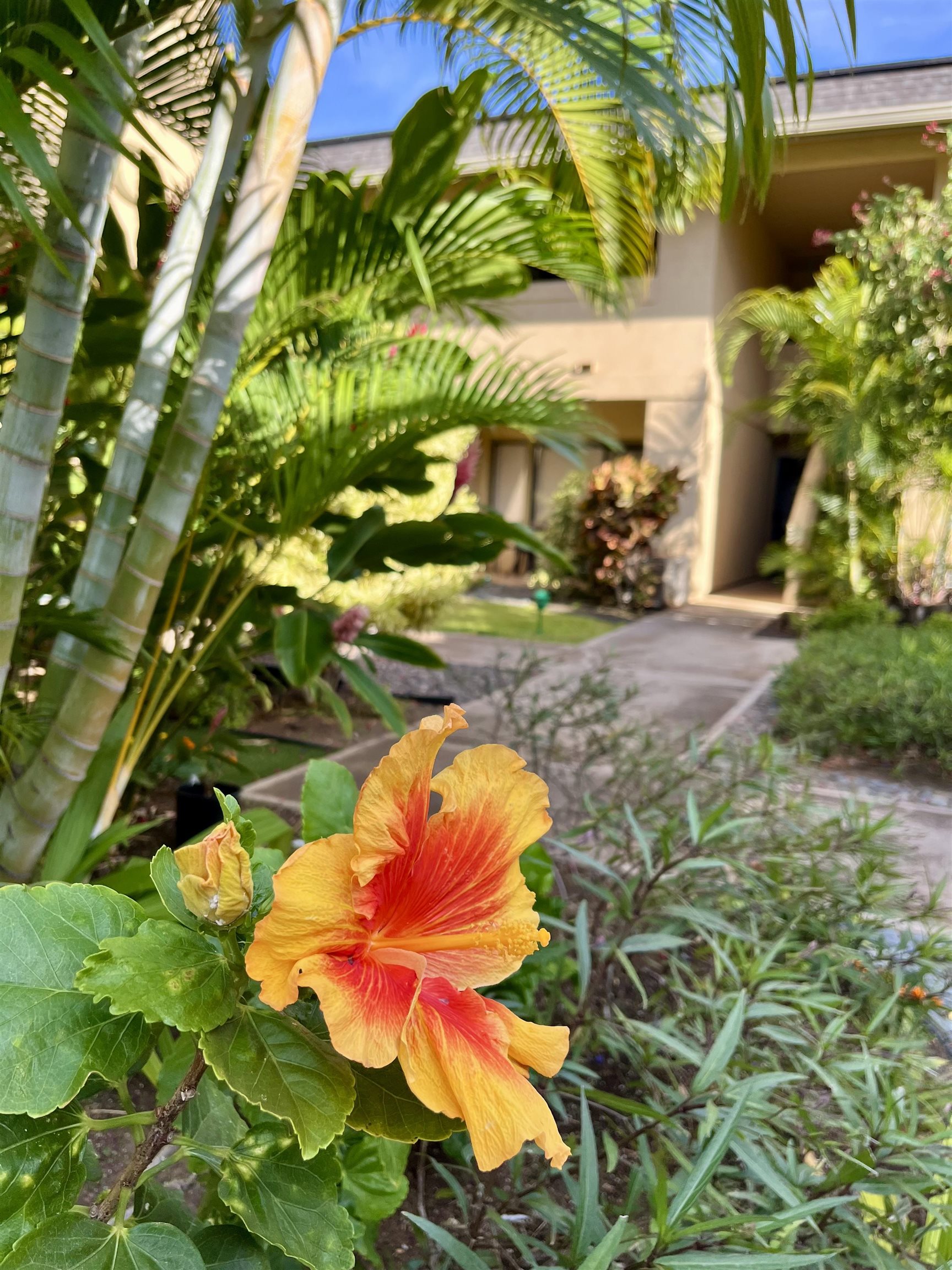 Maui Gardens condo # A208, Kihei, Hawaii - photo 35 of 35