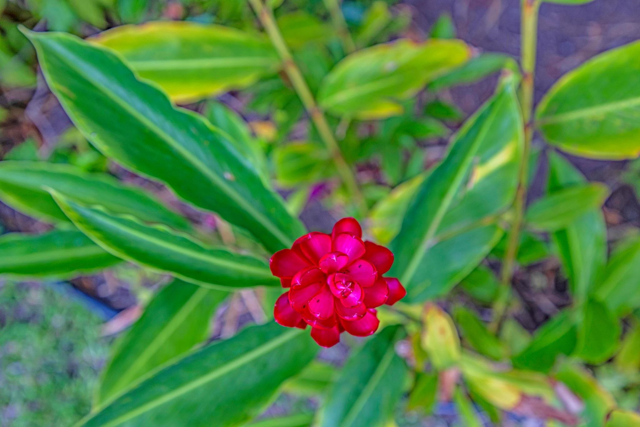 Maui Gardens condo # C-204, Kihei, Hawaii - photo 25 of 35