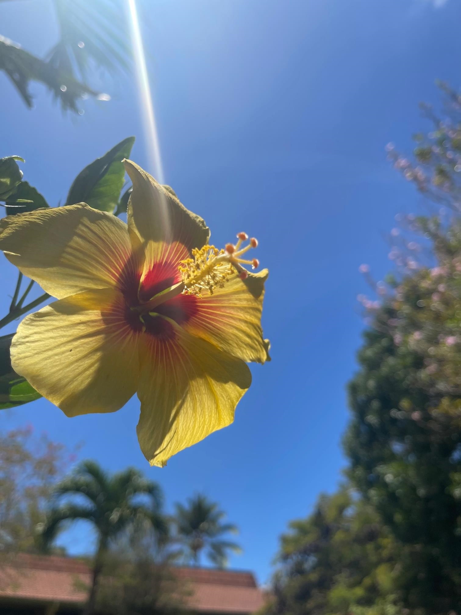 Maui Gardens condo # D107, Kihei, Hawaii - photo 27 of 28