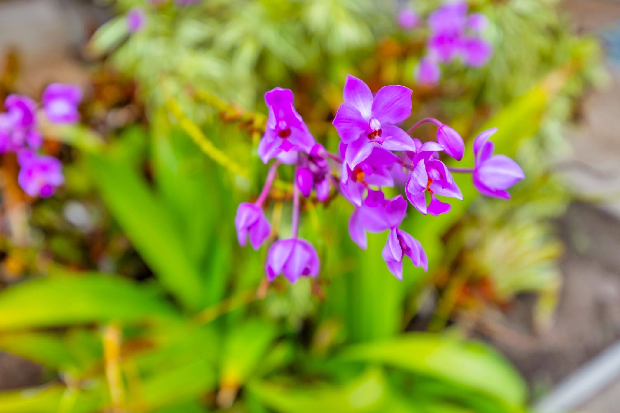 Maui Gardens condo # F 201, Kihei, Hawaii - photo 24 of 39
