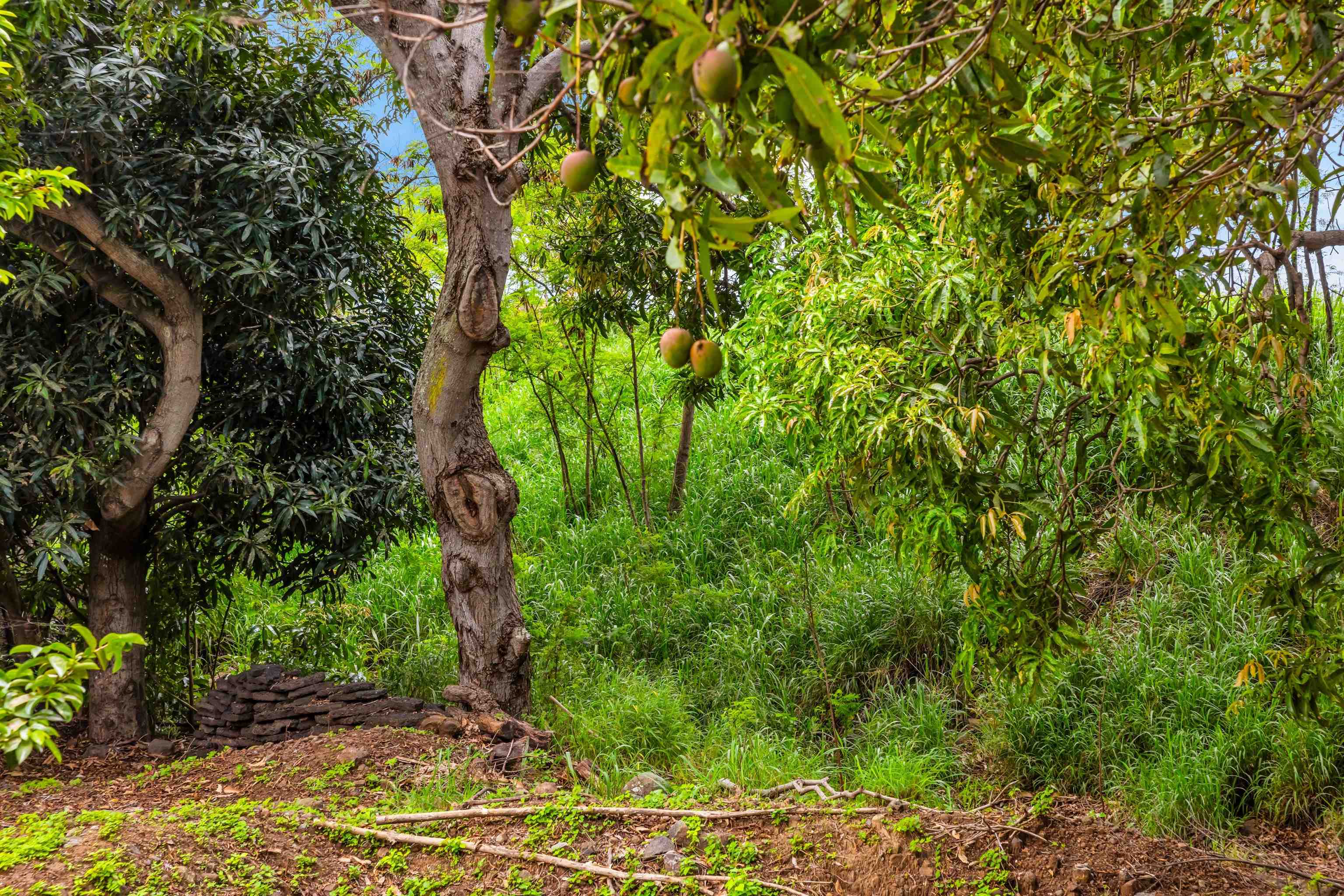 1482  L. Honoapiilani Hwy , Wailuku home - photo 39 of 43