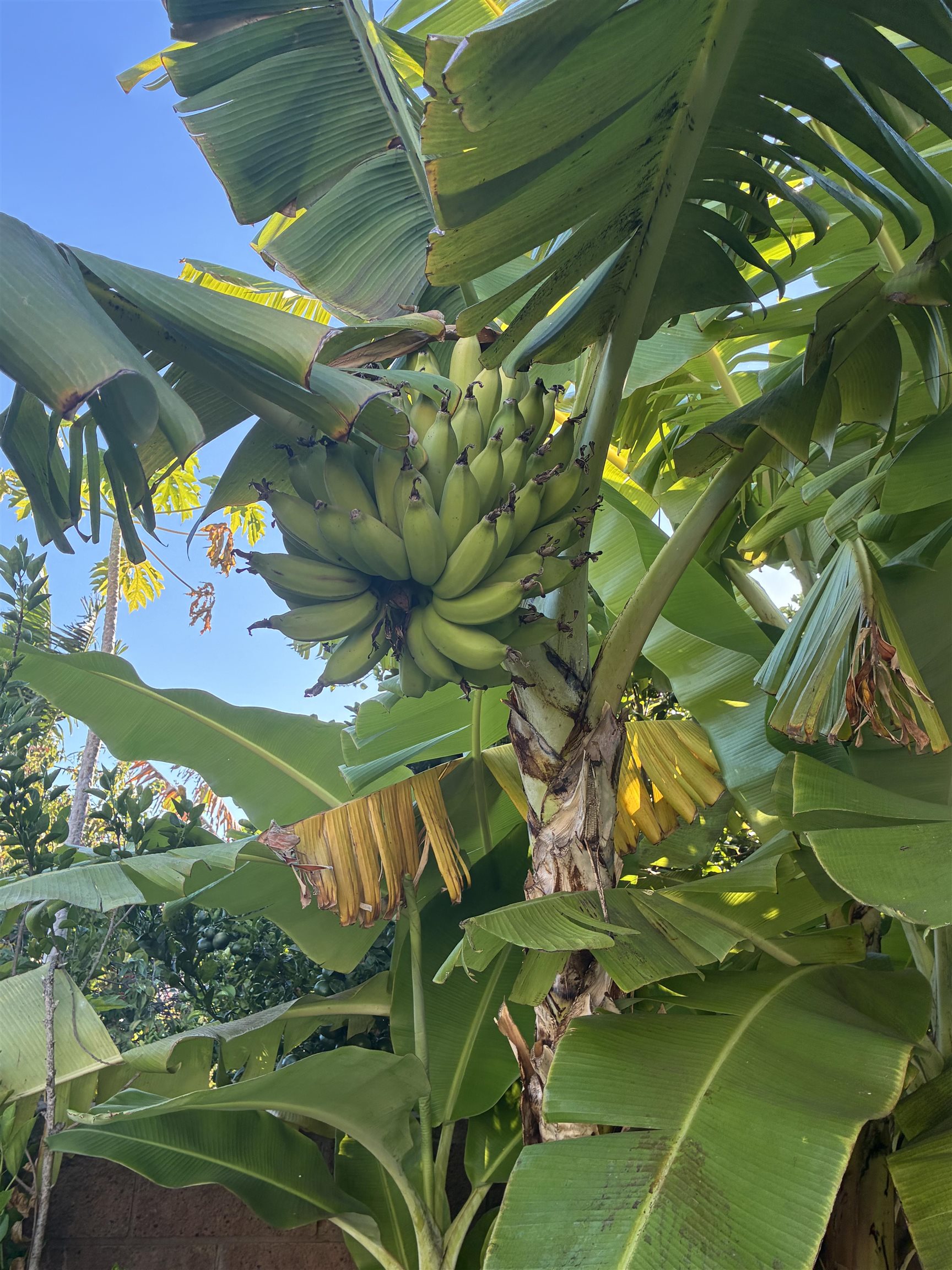 15  Laukahi St Moana Estates, Kihei home - photo 46 of 50