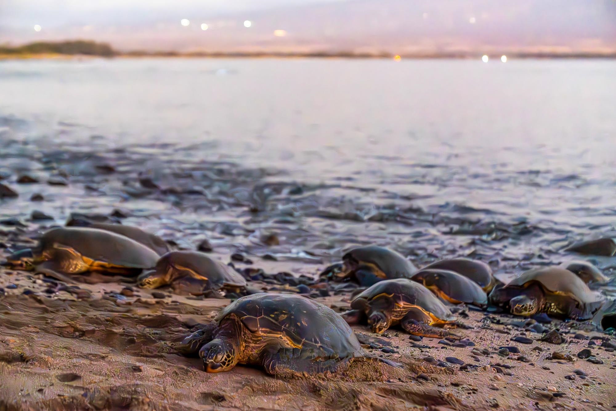 Island Sands condo # 511, Wailuku, Hawaii - photo 31 of 38