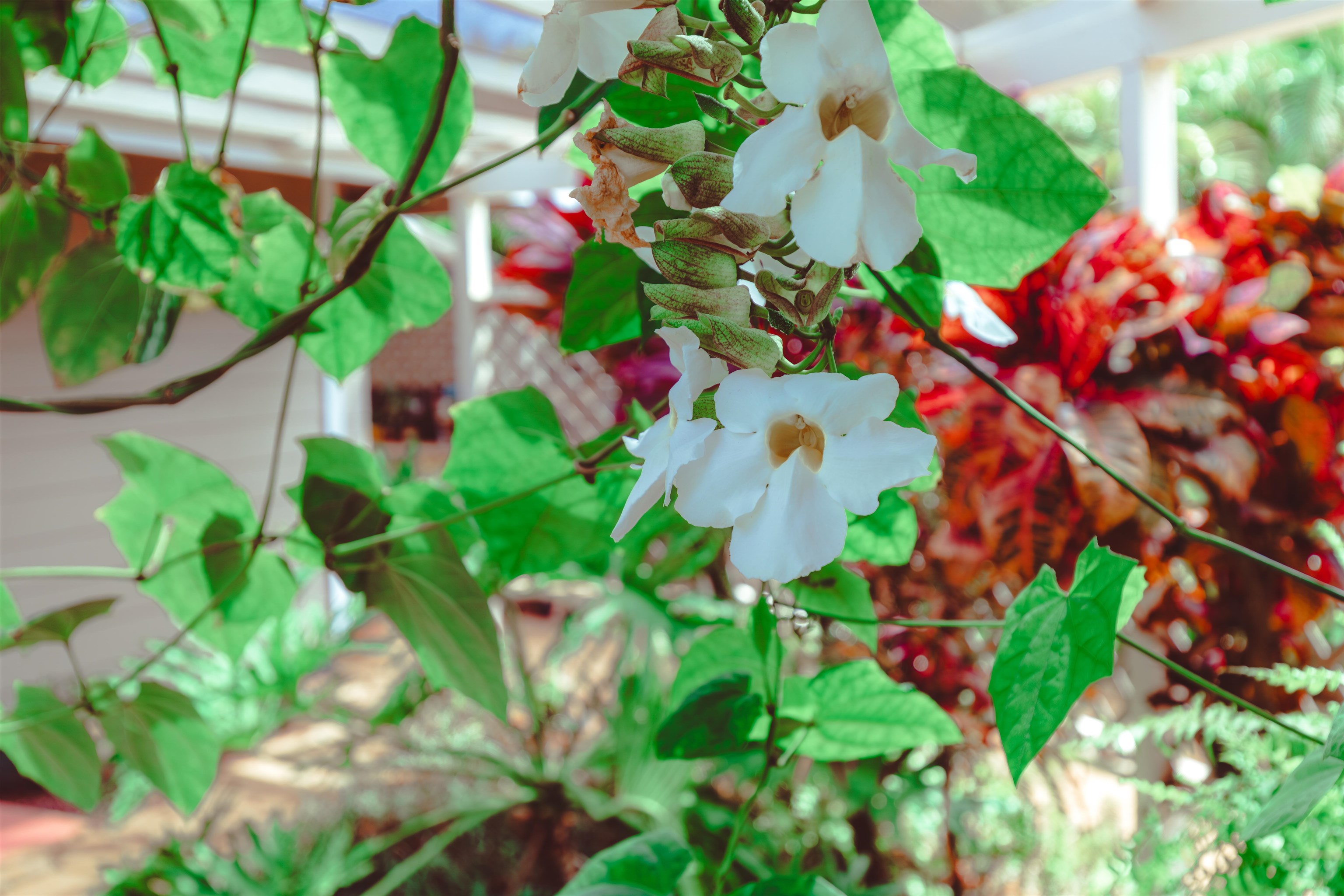 151  Hoopili Akau St Ka Ono Ulu, Kihei home - photo 41 of 50