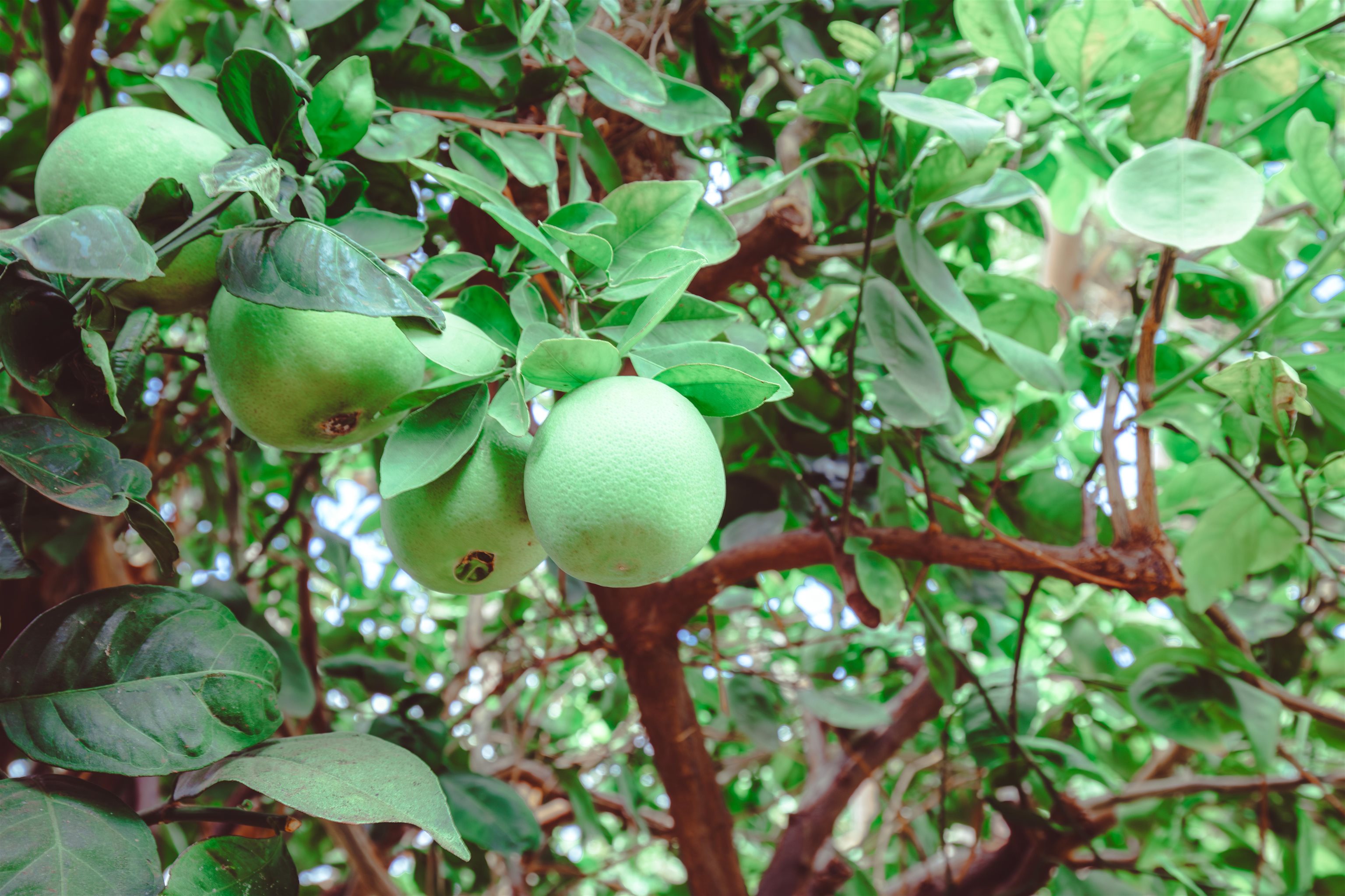 151  Hoopili Akau St Ka Ono Ulu, Kihei home - photo 42 of 50