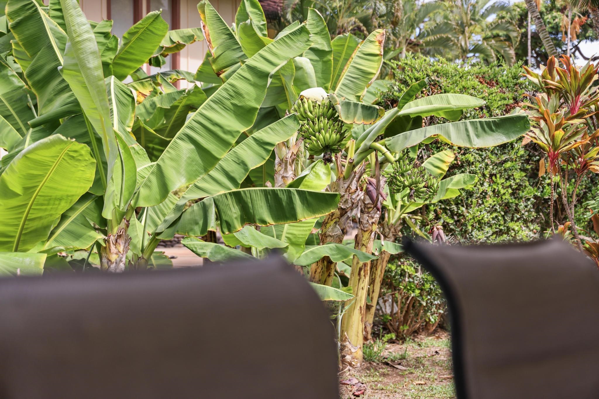 Puamana condo # 153-6, Lahaina, Hawaii - photo 7 of 37