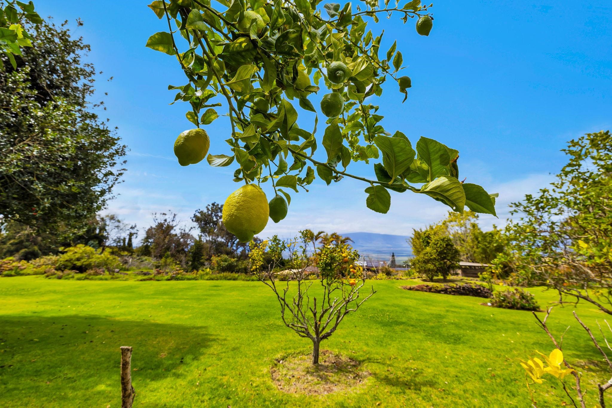 1530A  Kamehameiki St , Kula/Ulupalakua/Kanaio home - photo 44 of 49