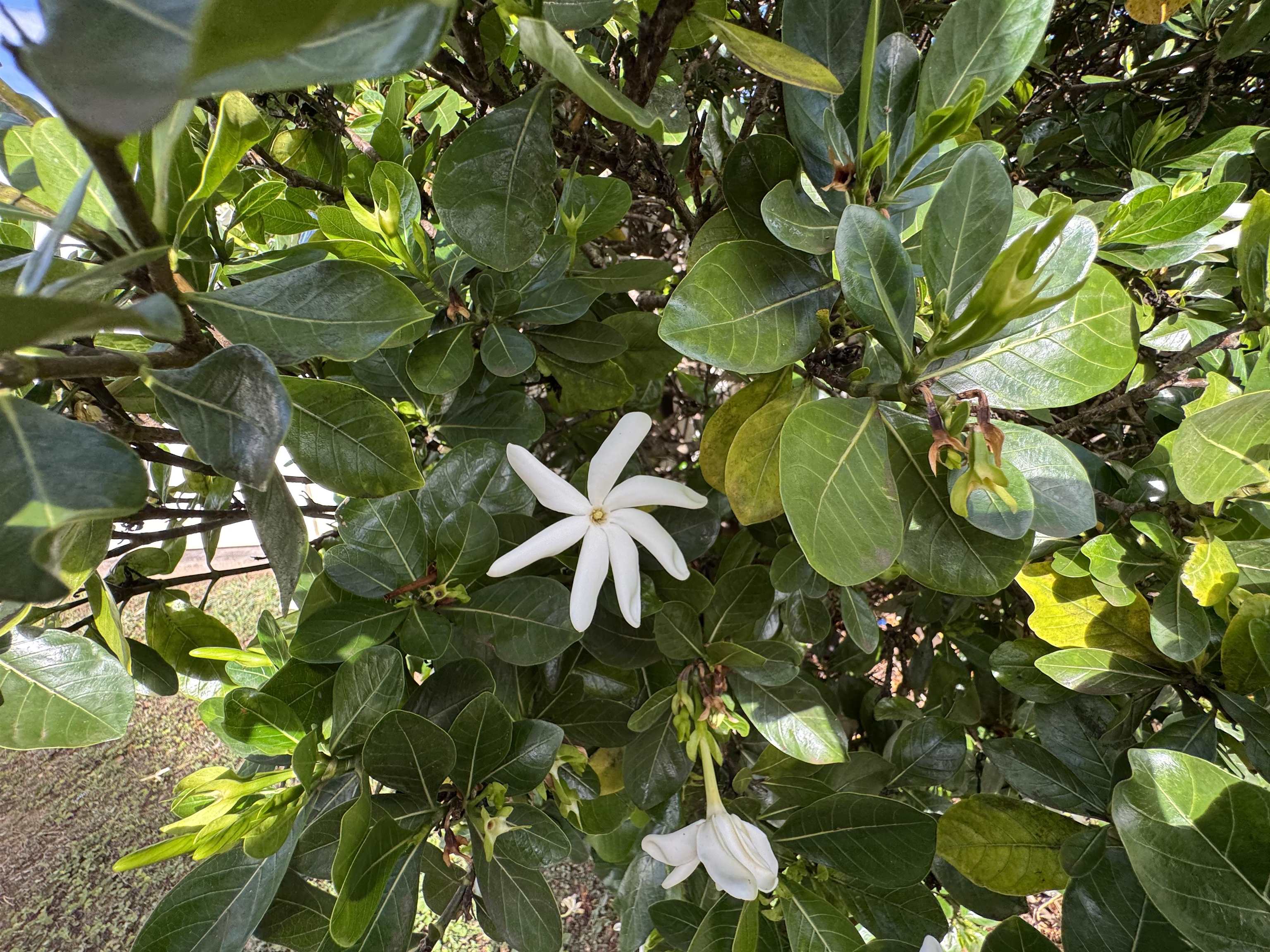 155  Iniiniki St Waikapu, Wailuku home - photo 34 of 34