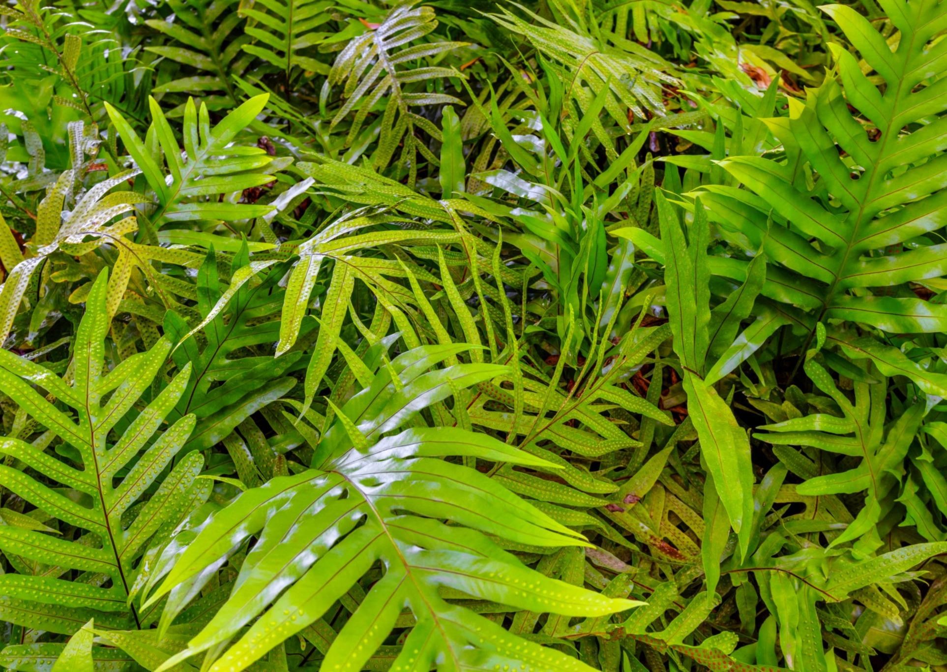 Grand Champions condo # 134, Kihei, Hawaii - photo 39 of 50