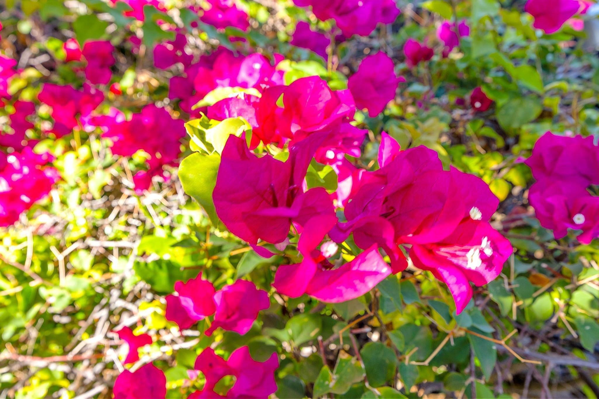 Grand Champions condo # 134, Kihei, Hawaii - photo 40 of 50