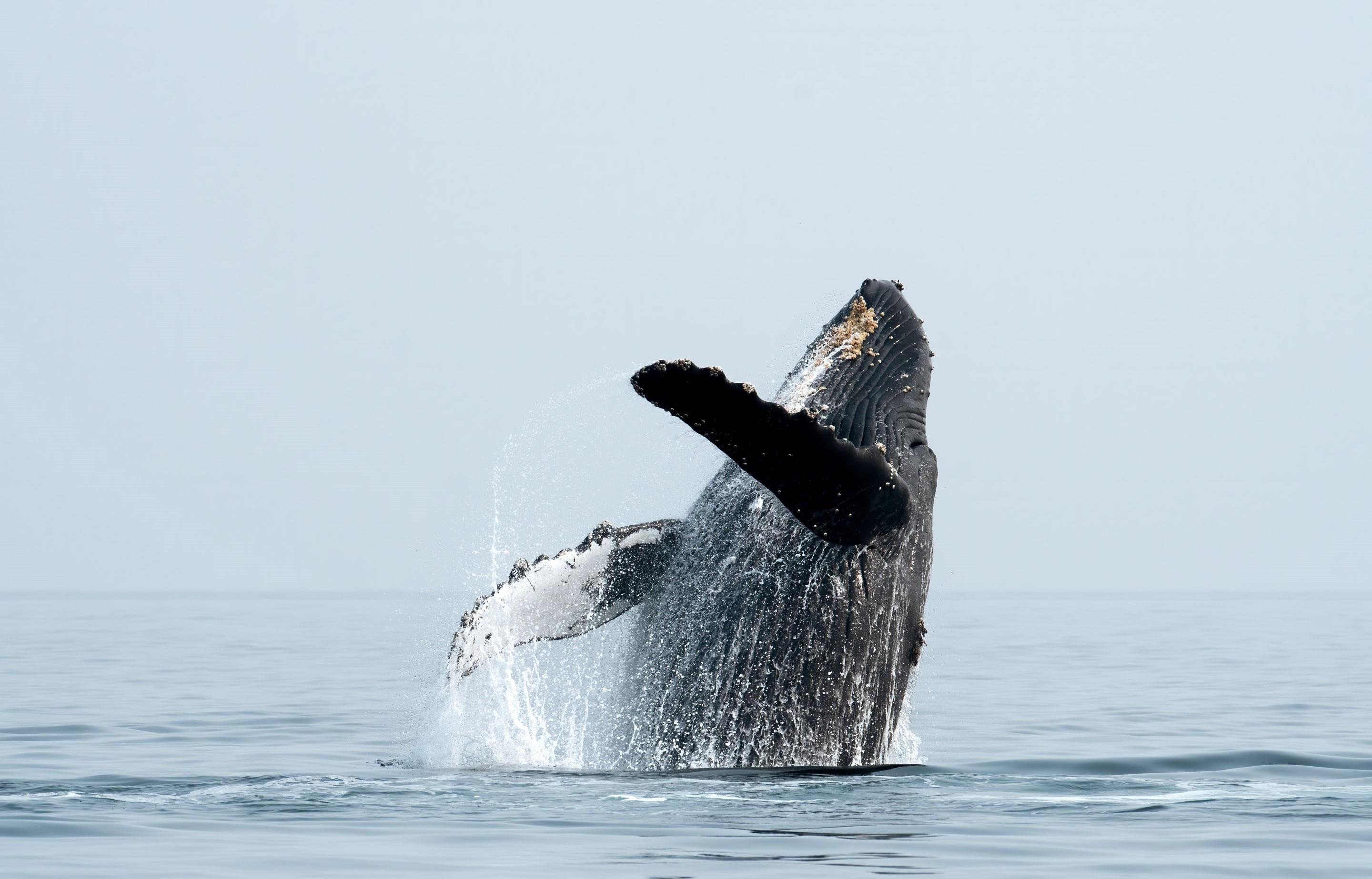 Grand Champions condo # 134, Kihei, Hawaii - photo 48 of 50