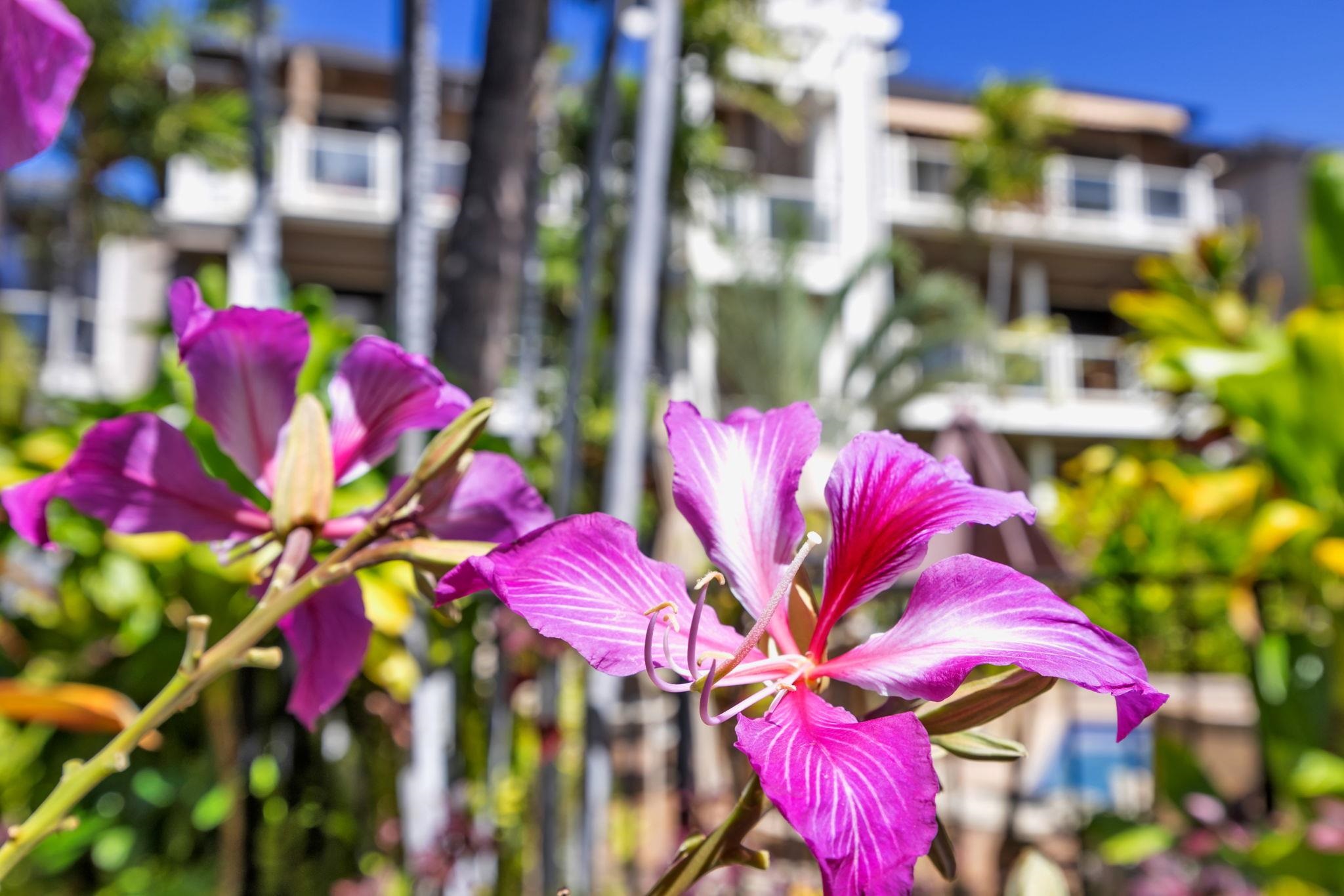 Grand Champions condo # 16, Kihei, Hawaii - photo 35 of 40
