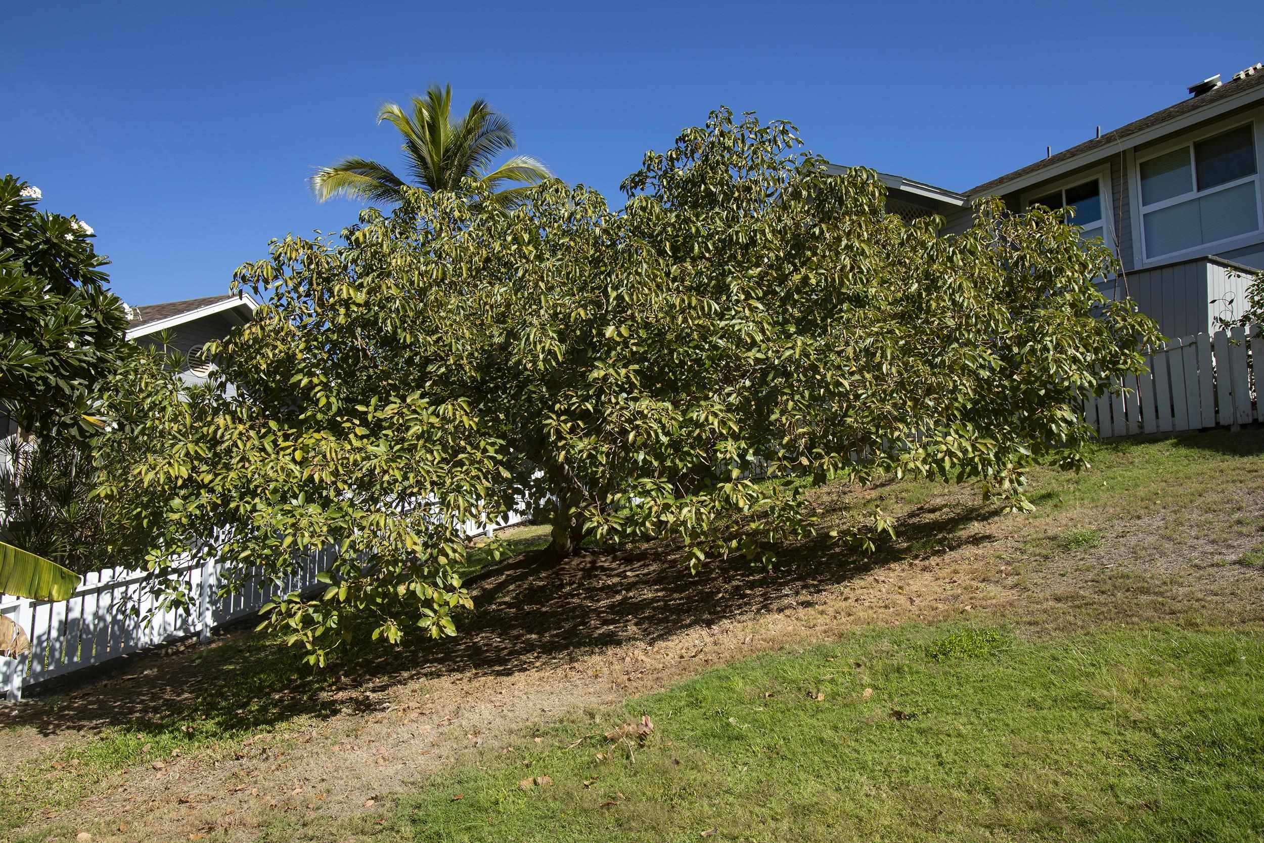 Keonekai Villages condo # 7201, Kihei, Hawaii - photo 24 of 37