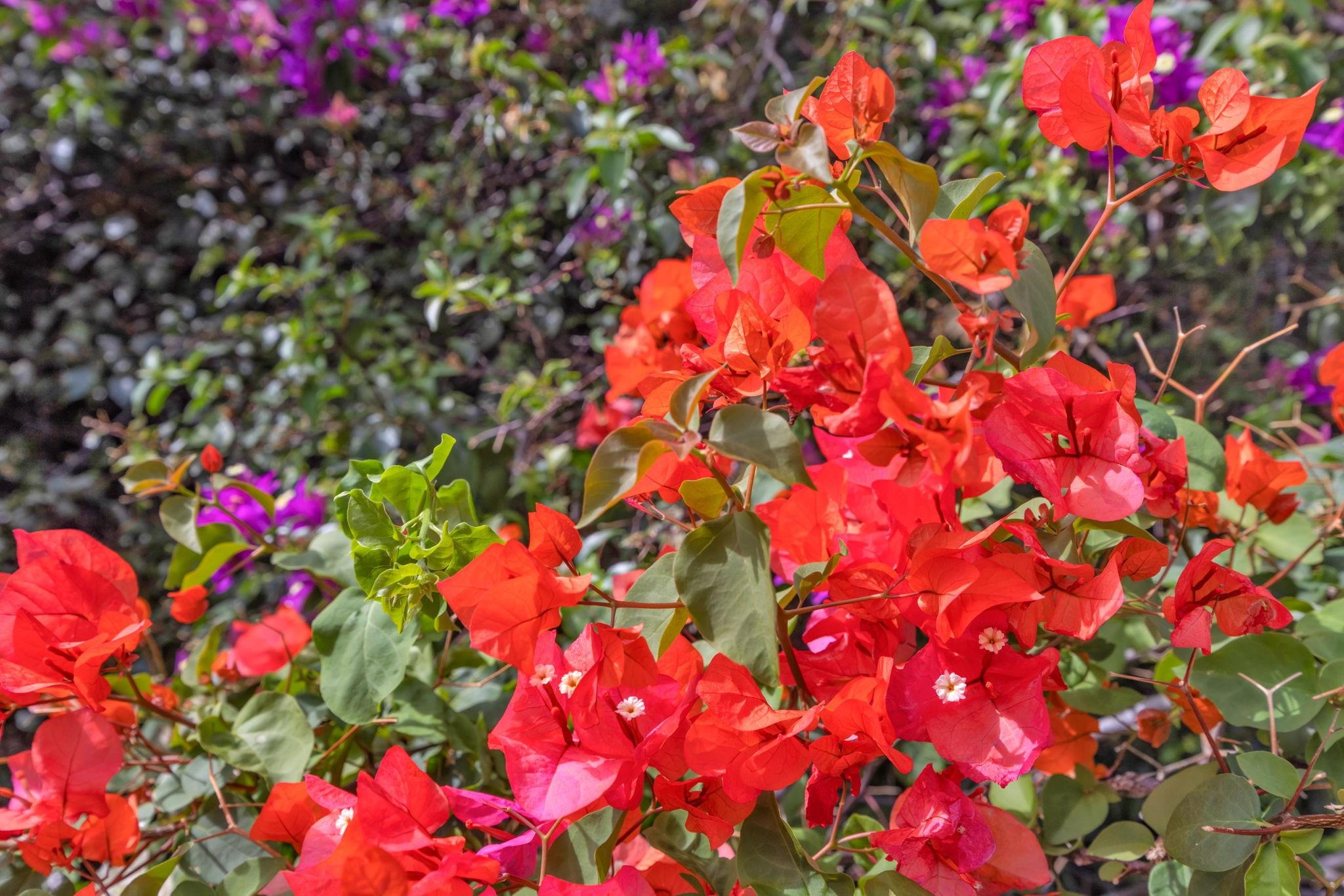 Keonekai Villages condo # 8-103, Kihei, Hawaii - photo 43 of 50
