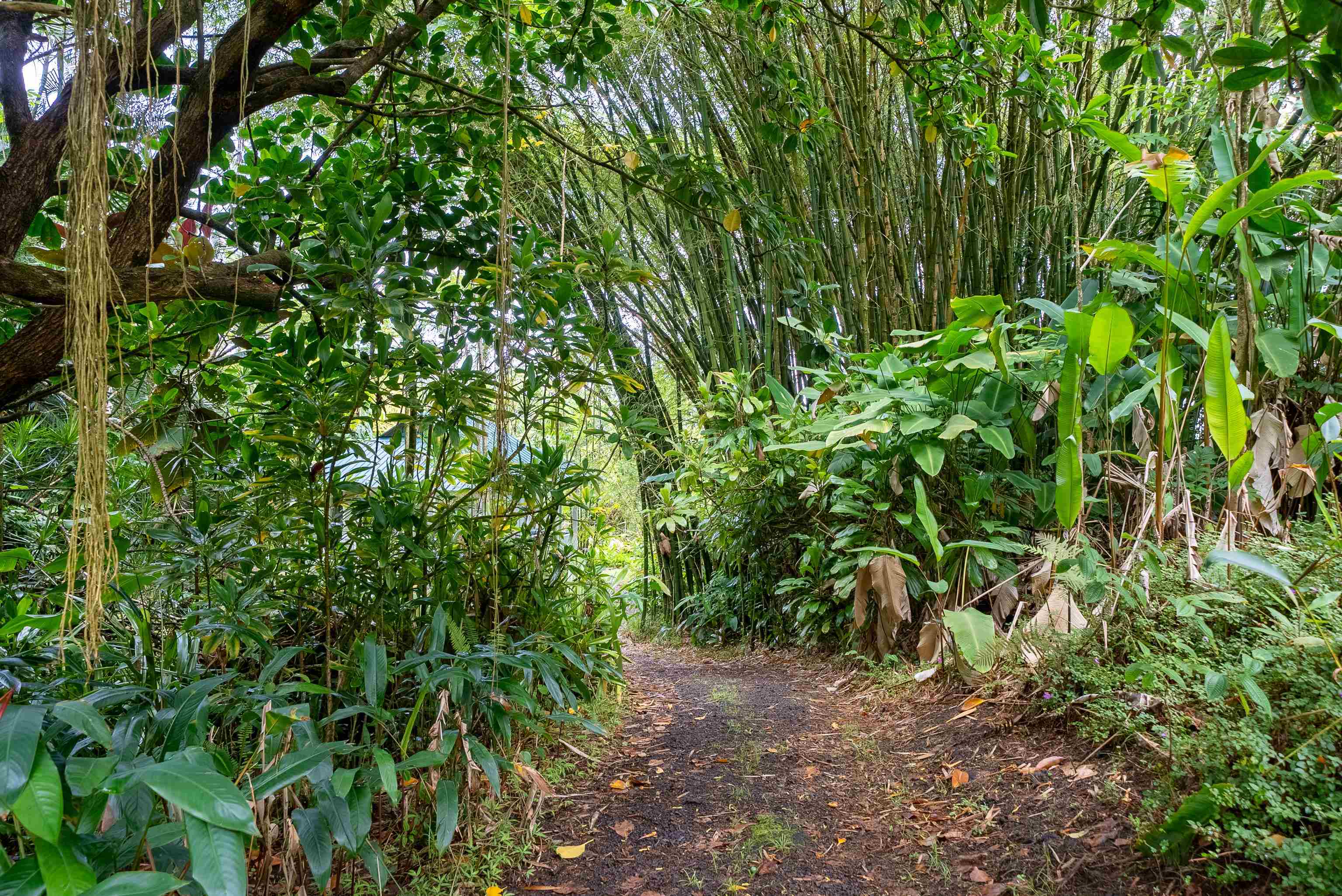 1600  Lower Nahiku Rd Lower Nahiku, Hana home - photo 16 of 23