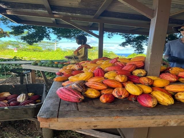 1600  Lower Nahiku Rd Lower Nahiku, Hana home - photo 18 of 23