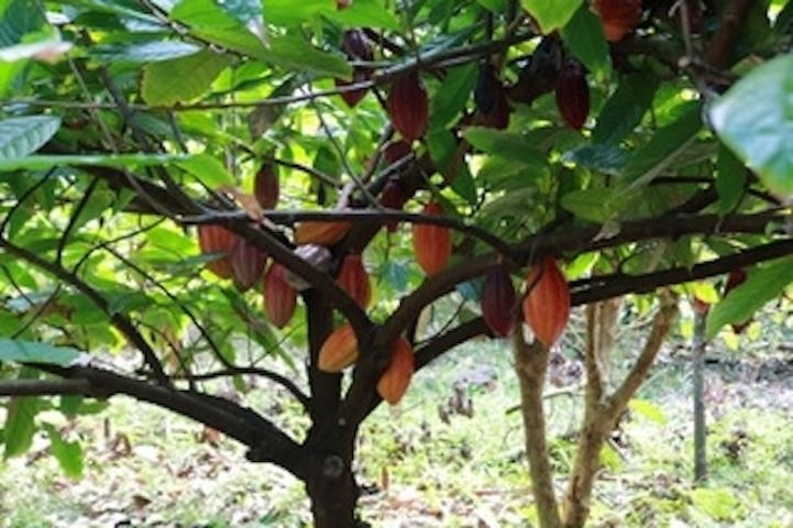 1600  Lower Nahiku Rd Lower Nahiku, Hana home - photo 19 of 23