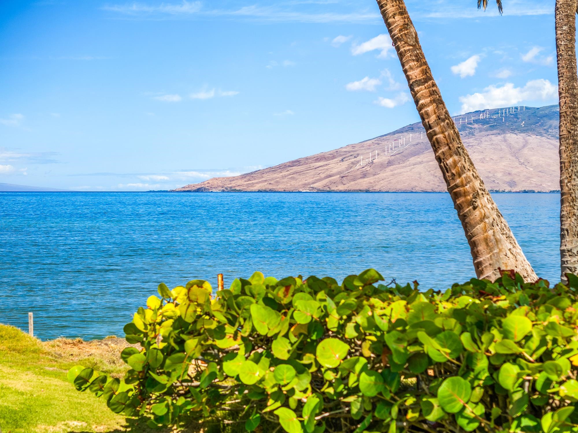 1656  Halama St , Kihei home - photo 5 of 42