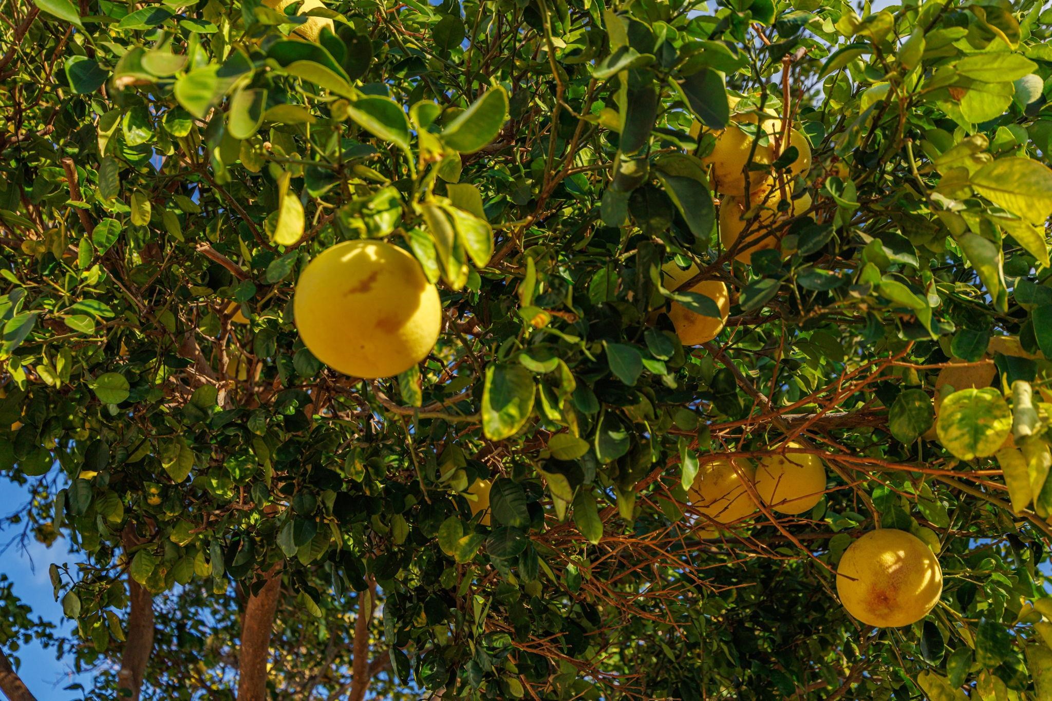 1669  Hoonanea St , Kihei home - photo 7 of 50